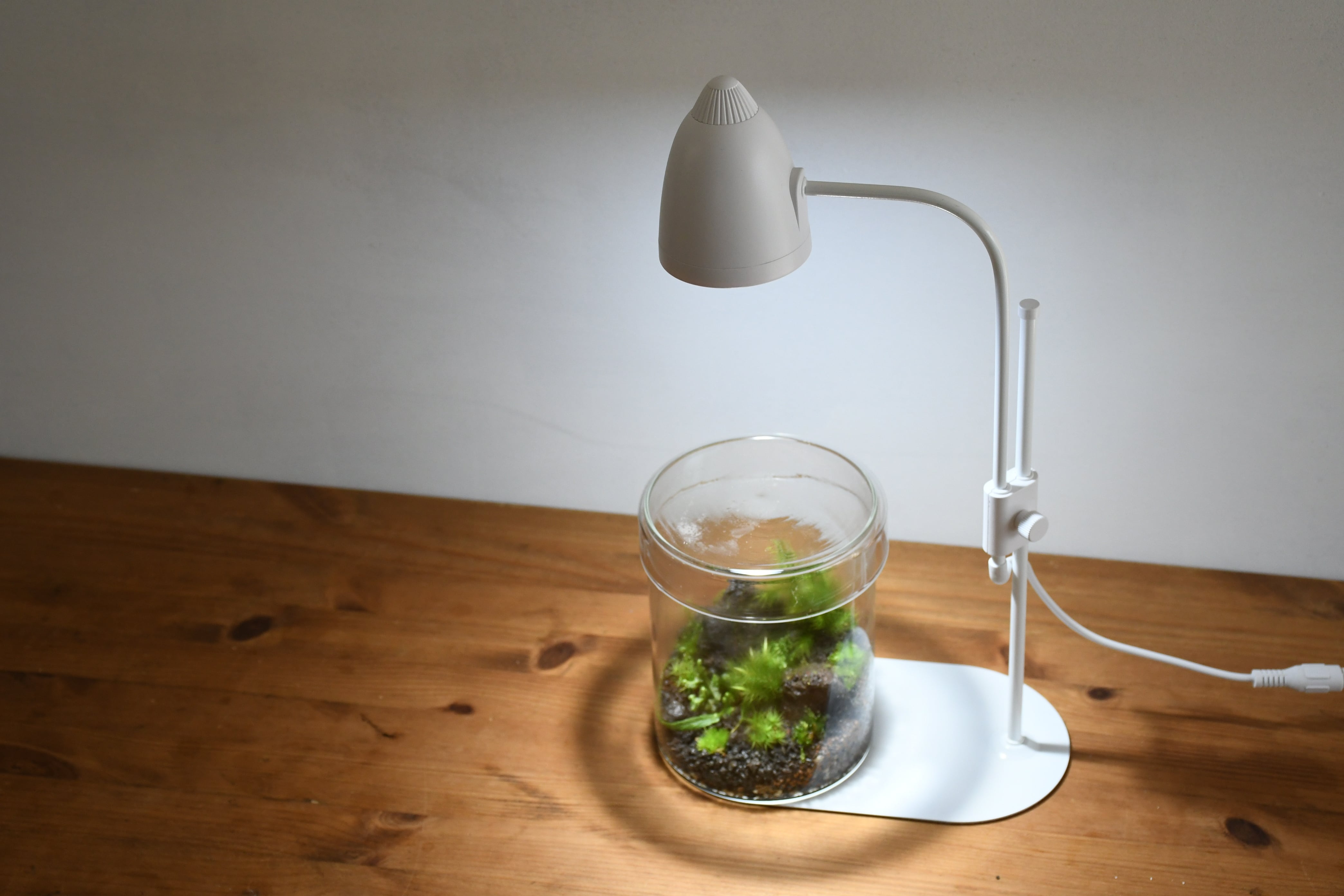 専用商品　苔テラリウム+ライト付　⑦ LEDライト付き コルク蓋 ガラスボトル 苔テラリウム 容器 ボトリウム
