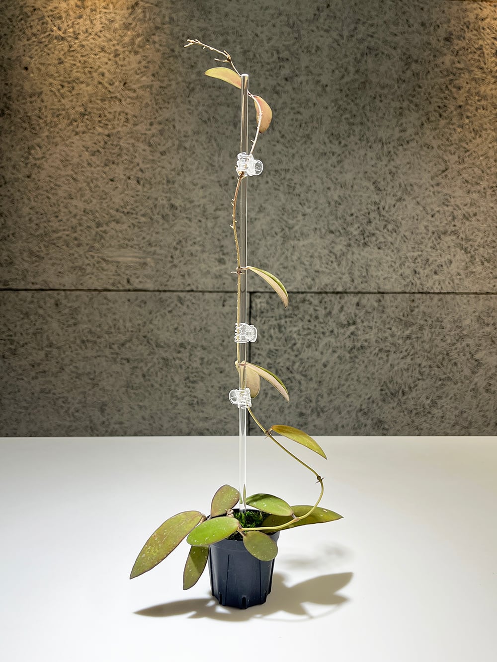 ホヤ epc960【Hoya sp. sabah epc960（dragonfly）】 | acore Inc.