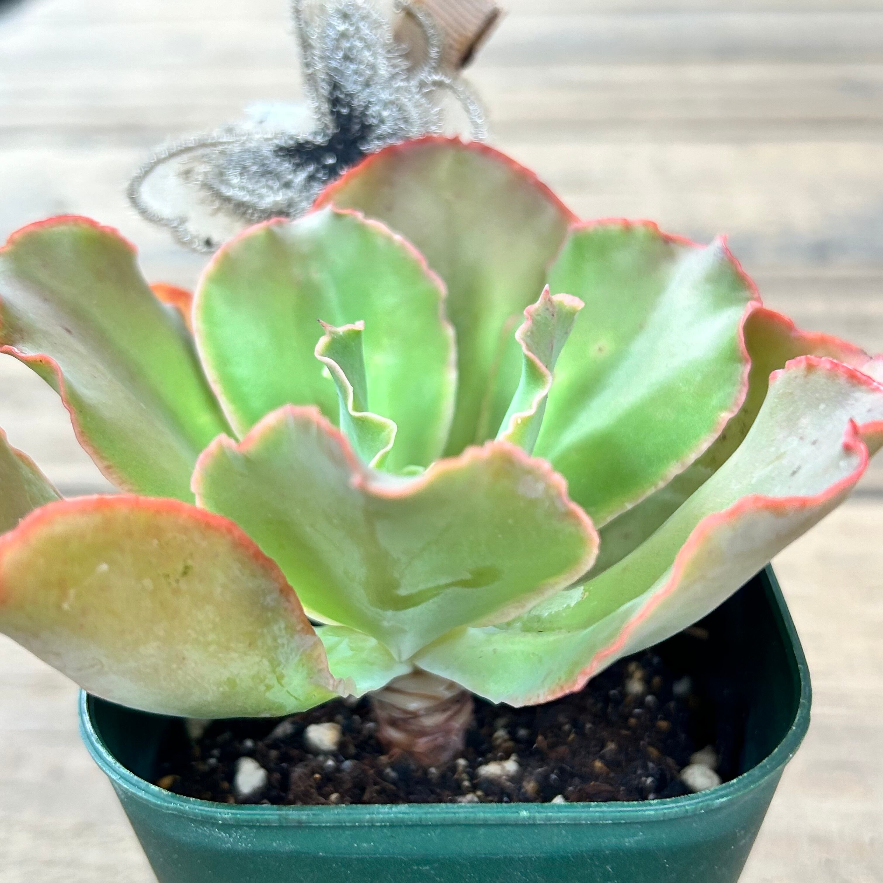 多肉植物 プリズム カット苗 2個セット 【公式通販】