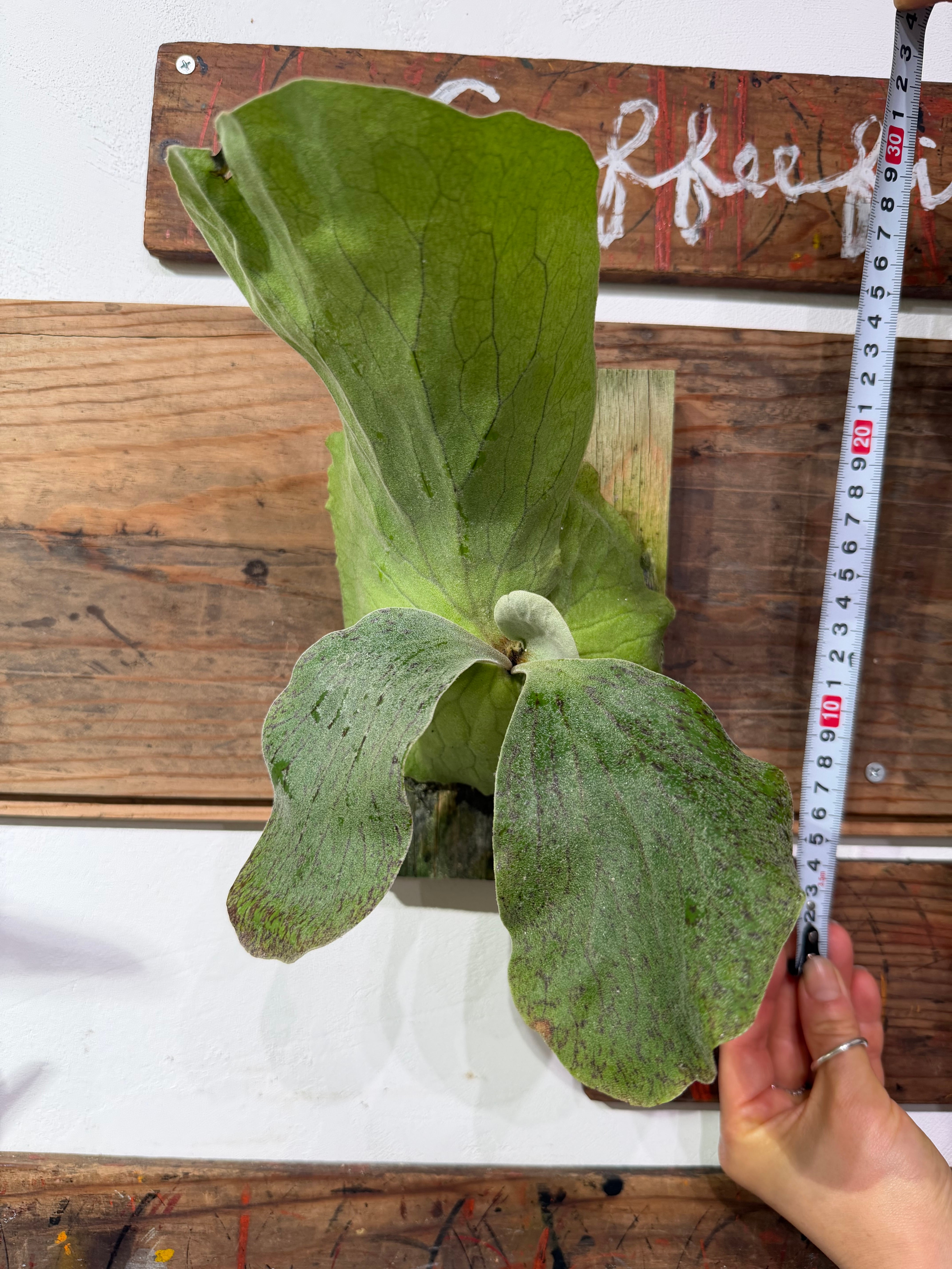 ビカクシダ】エレファントティス!大人気植物！写真の現物を配送します
