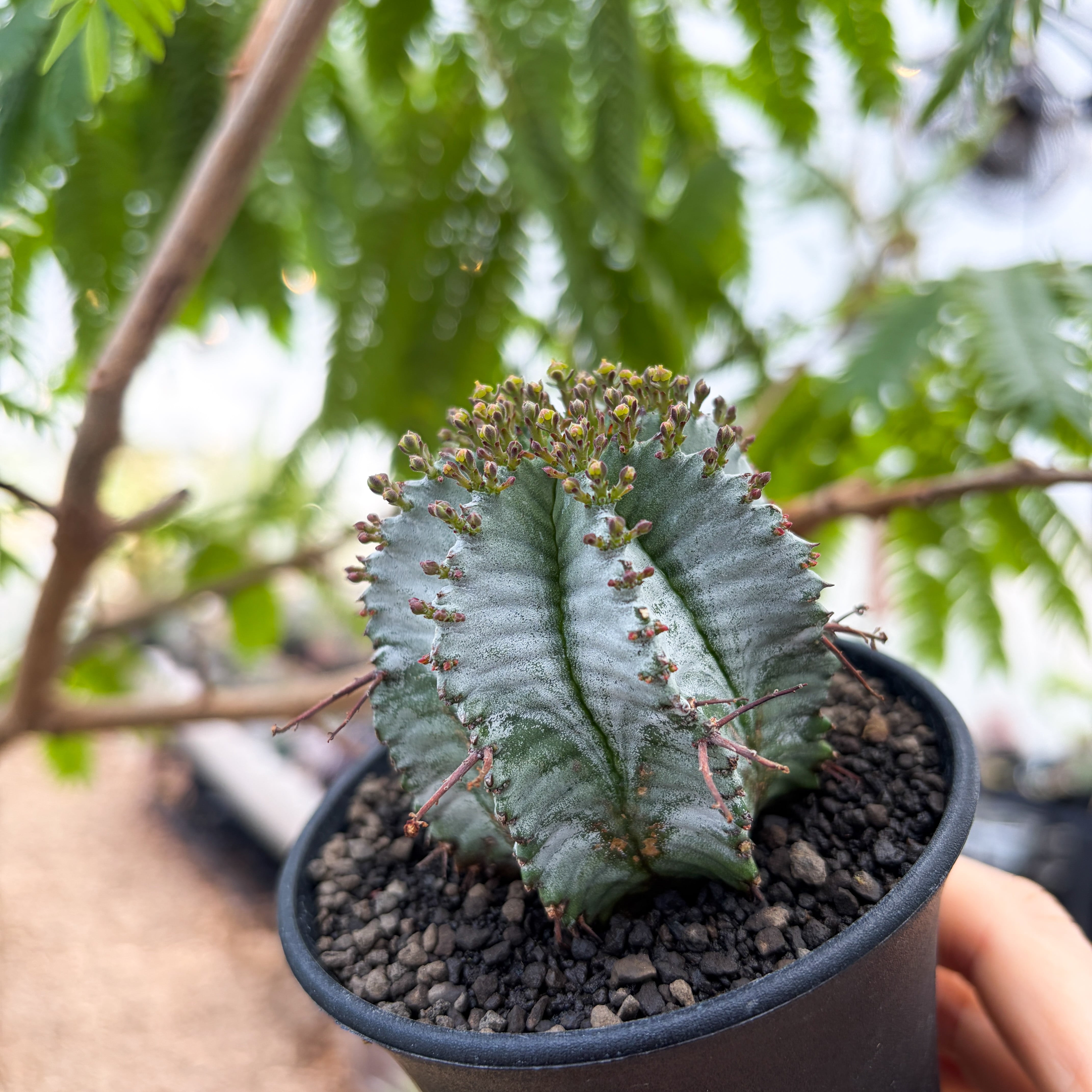 Euphorbia hyb. horrida【ユーフォルビア・玉型白ホリダ】 | RIMO'S
