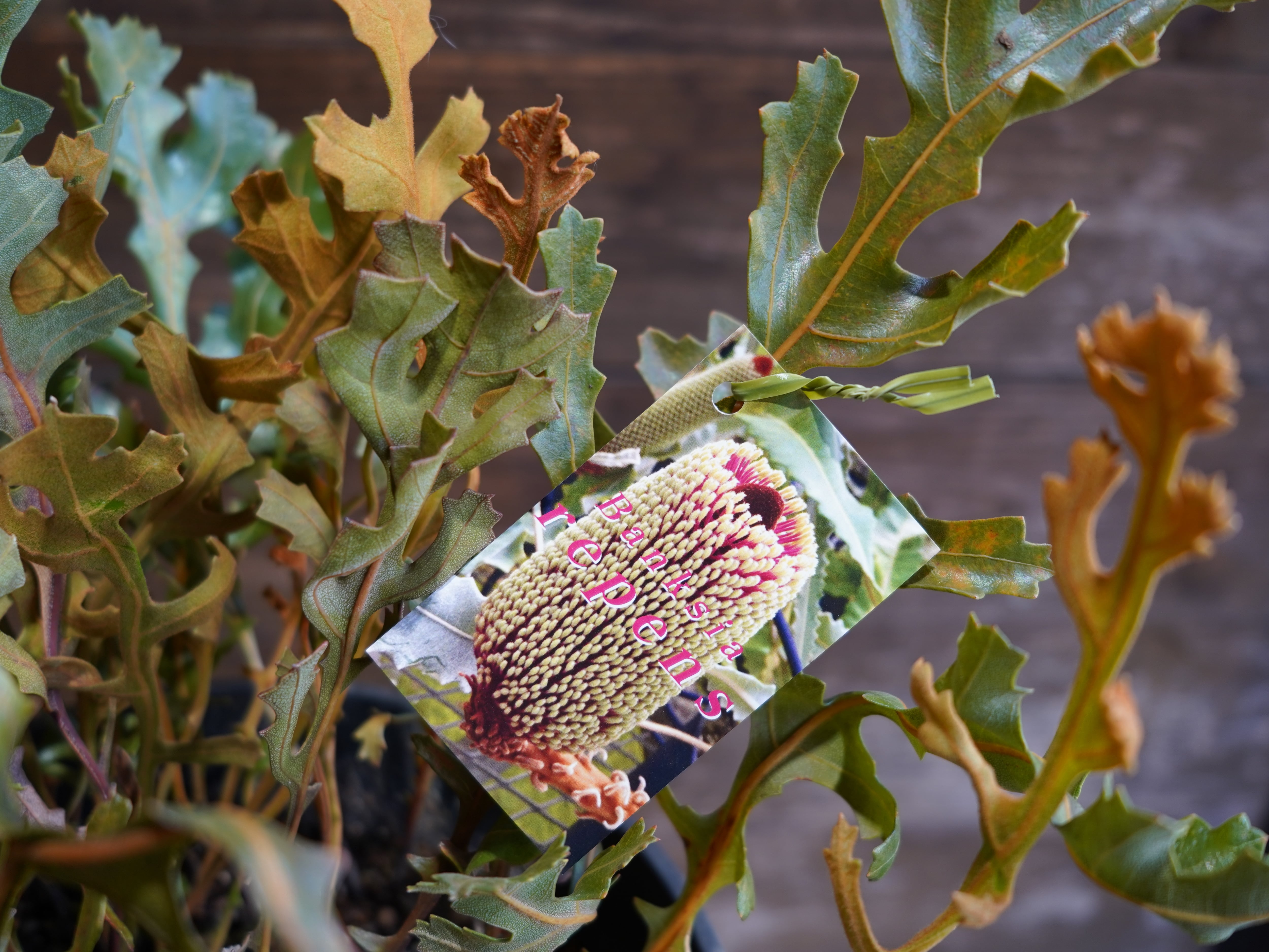 【現物】バンクシア　"レペンス"　B