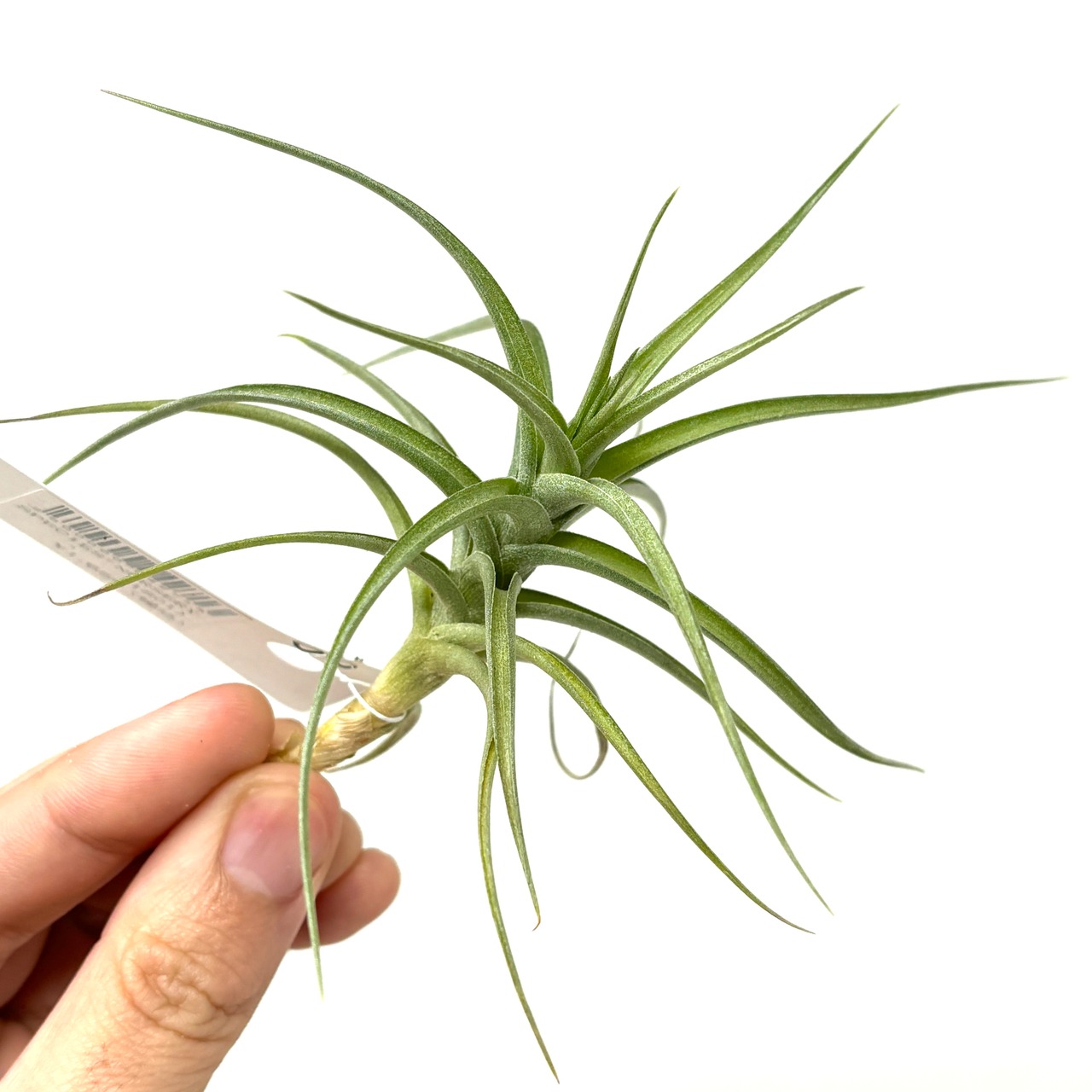 チランジア　ベルゲリ(Argentina) True【236】