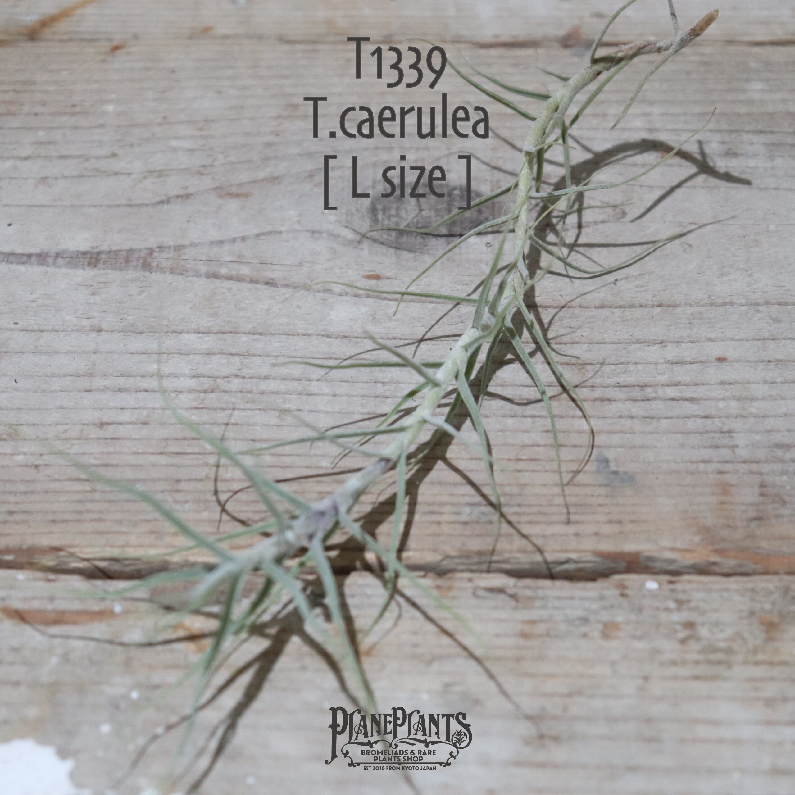 【送料無料】caerulea L〔エアプランツ〕現品発送T1339