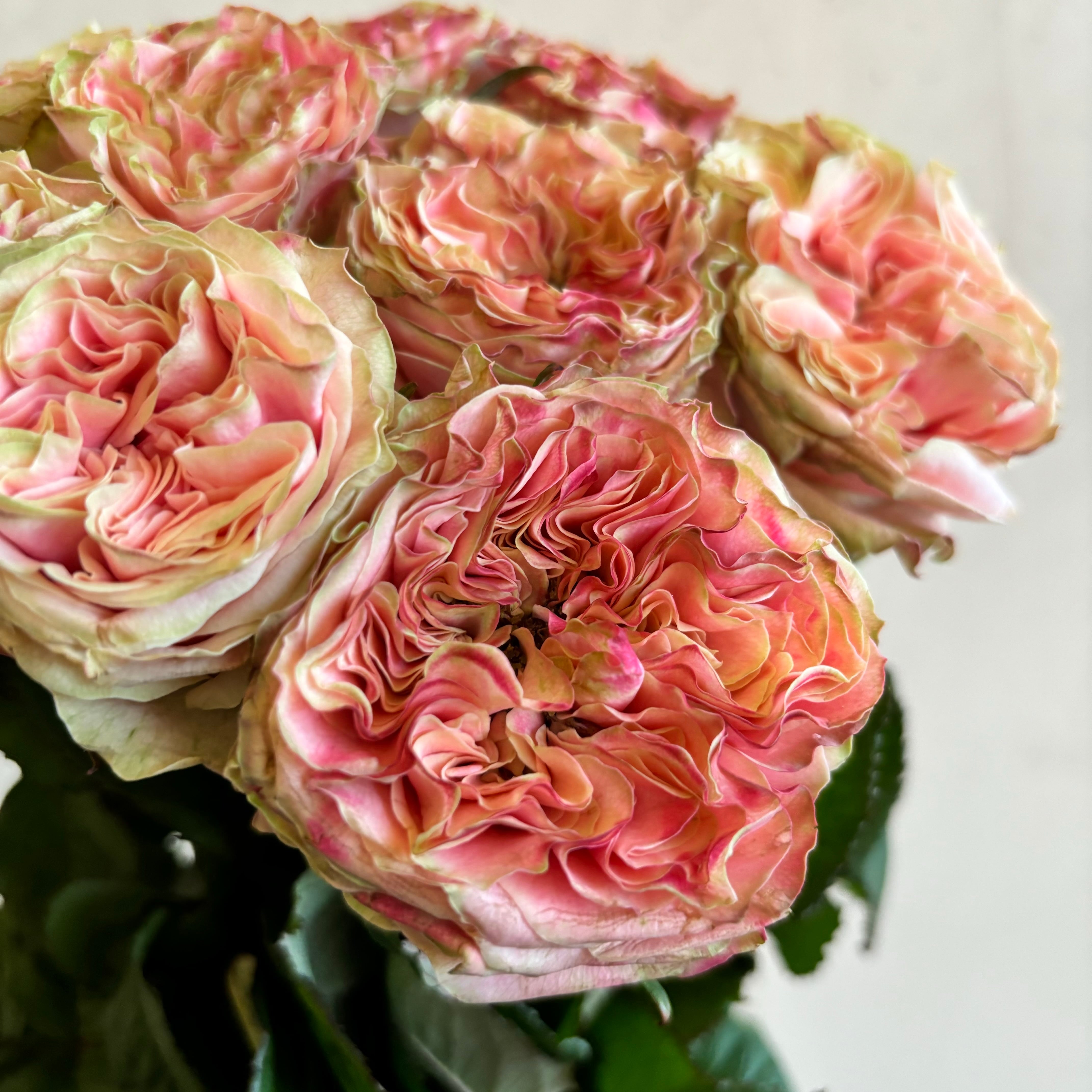 バラ　お問い合わせ専用 楽天市場】予約送料無料【ギー サヴォア 長尺7号 大苗】鉢植え バラ