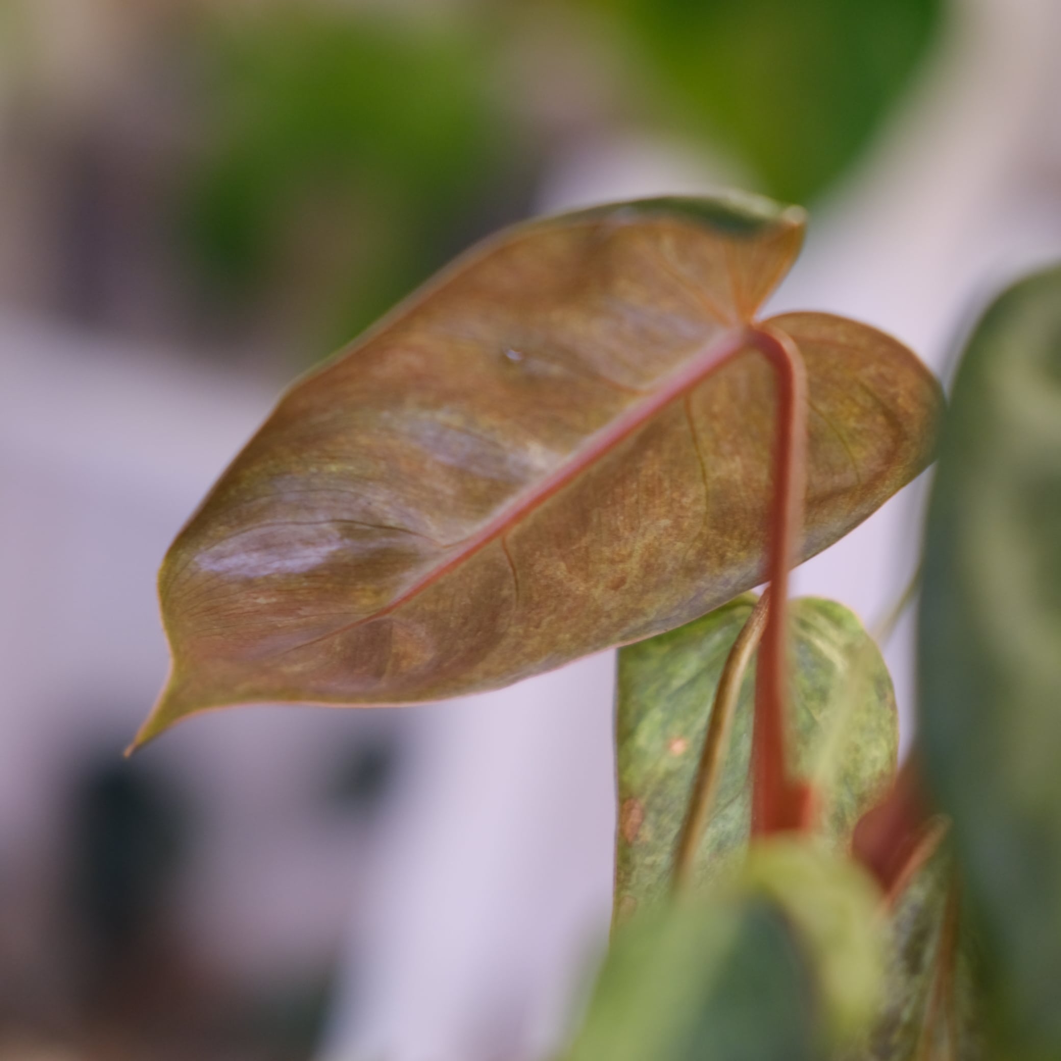 Philodendron el choco red × Philodendron billietiae variegated