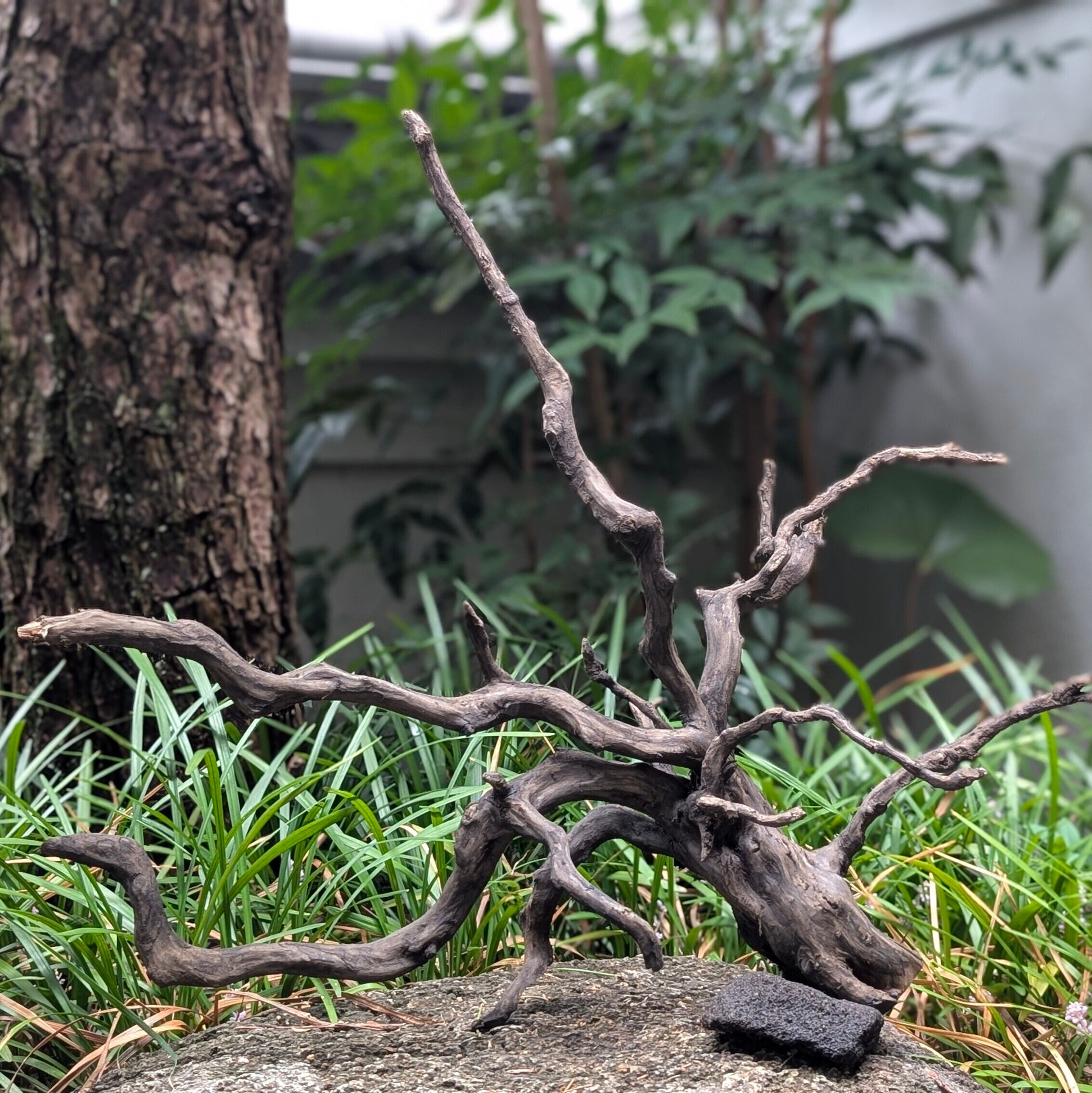 ブラックスマトラブランチウッド【BSB098】流木 アク抜き処理