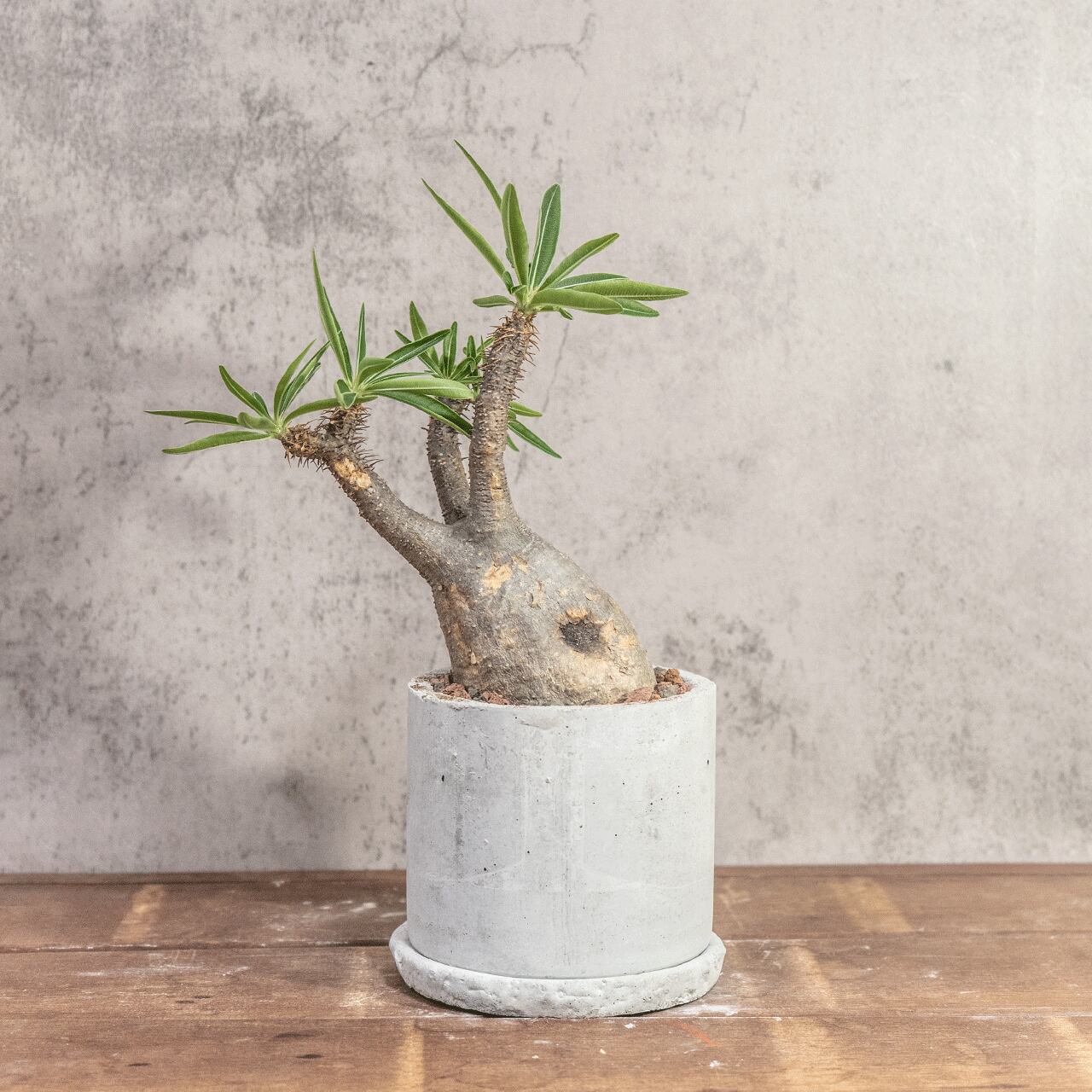 パキポディウム・グラキリス｜ゴツゴツ質感が魅力の荒肌株【モルタル鉢仕立て】