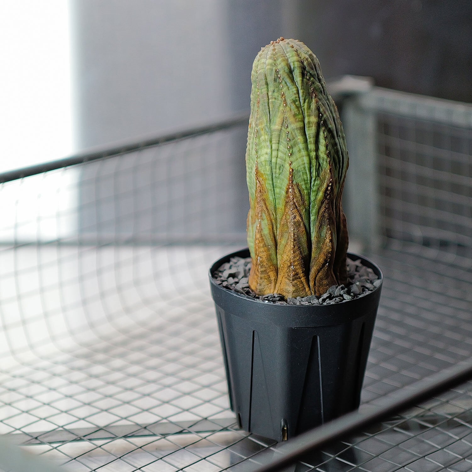 ユーフォルビア オベサ 木質化 大株 ユーフォルビア オベサが木質化するその