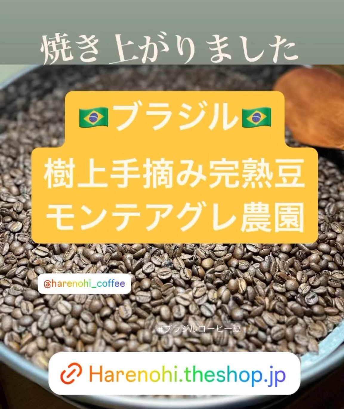 樹上手摘み完熟豆モンテアレグレ農園（ブラジル） | はれのひ Coffee