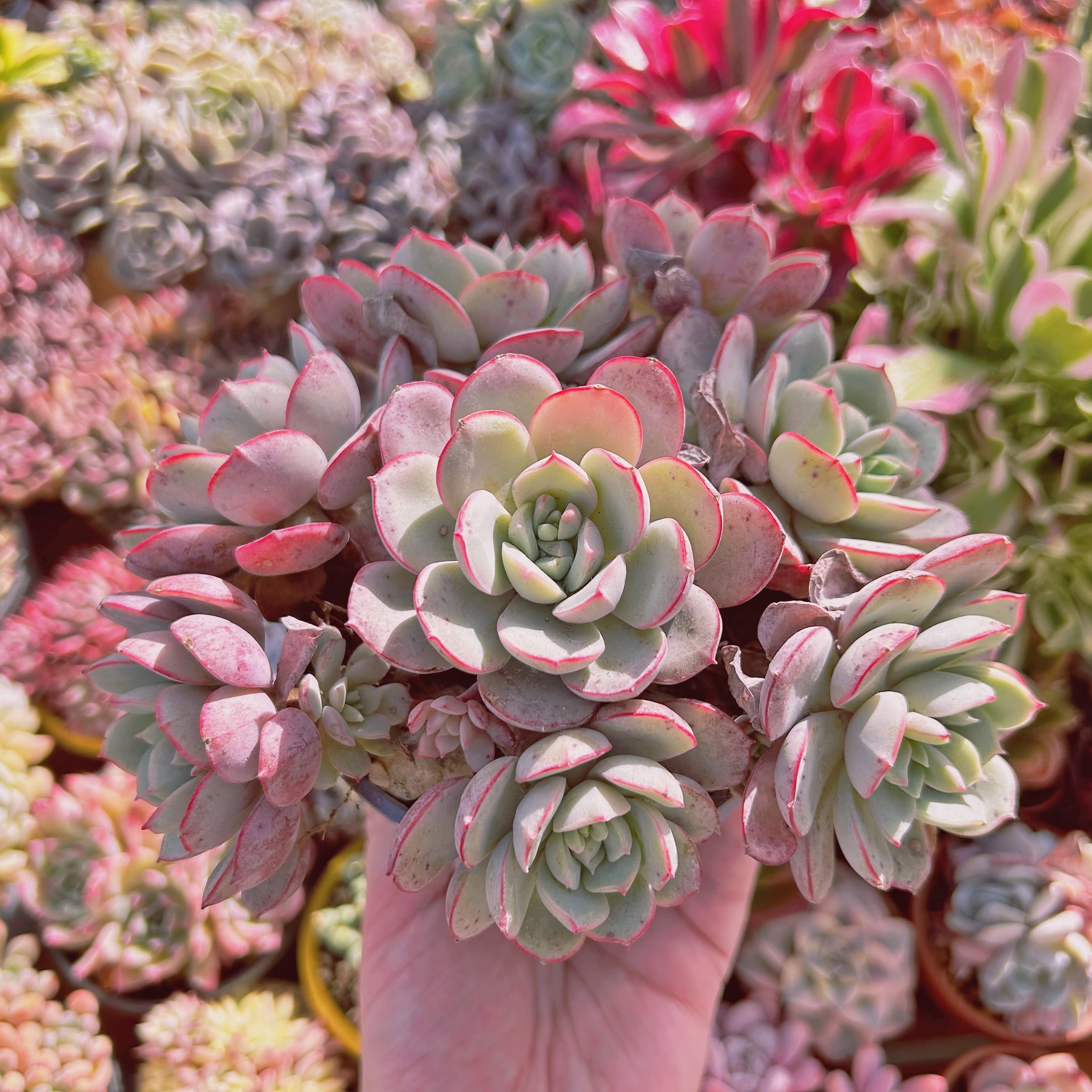 206現物 多肉植物 ラウ065 特大 | るる農園~多肉植物専門