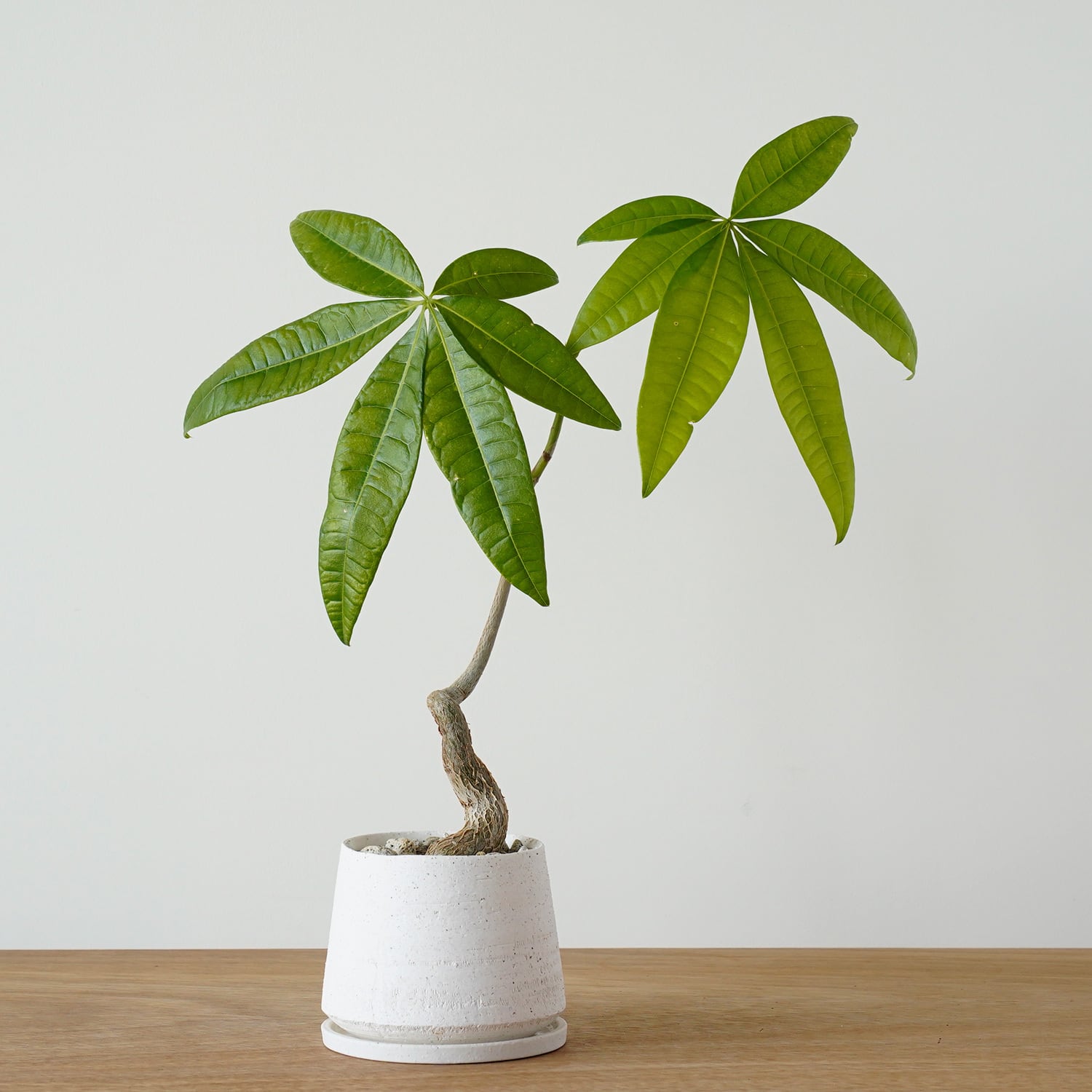 AYANAS（アヤナス）｜観葉植物のセレクトショップ・通販