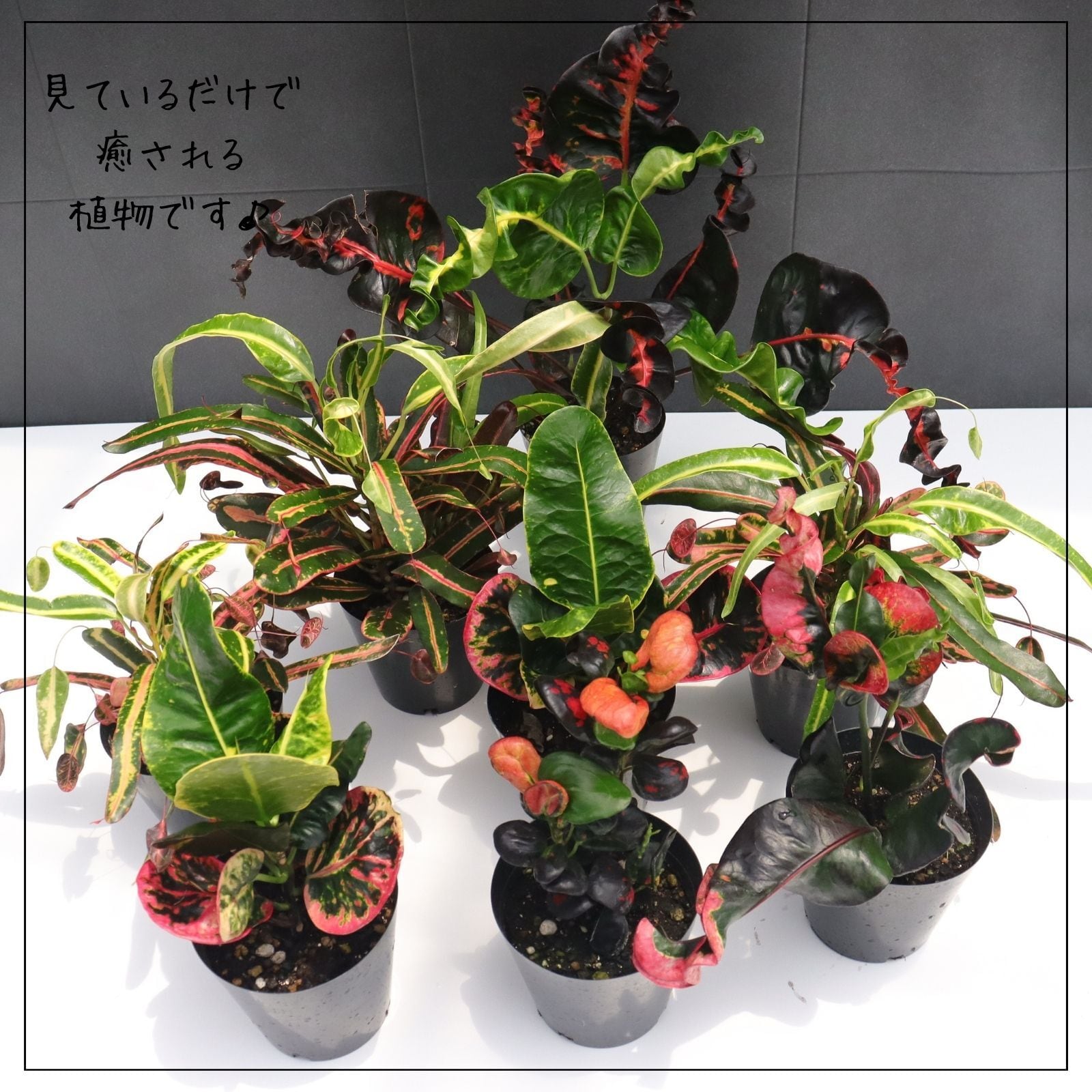希少 クロトン プランティップ prang thip 卓上サイズ 観葉植物 熱帯
