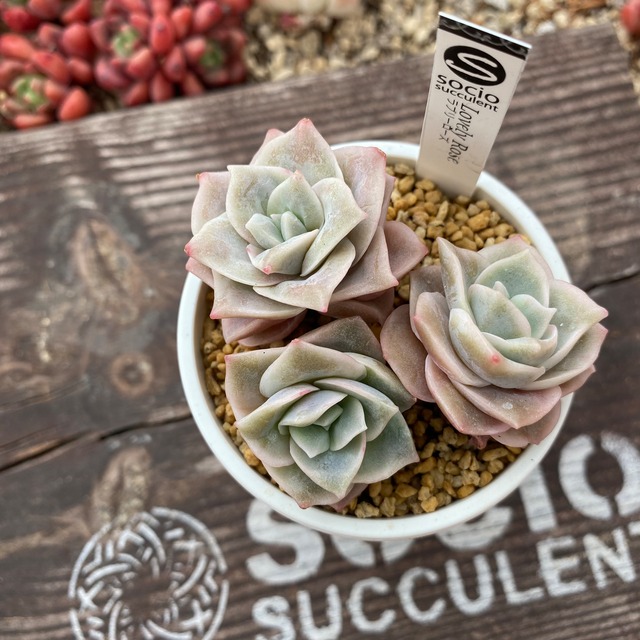 socio⭐︎ラブリーローズ