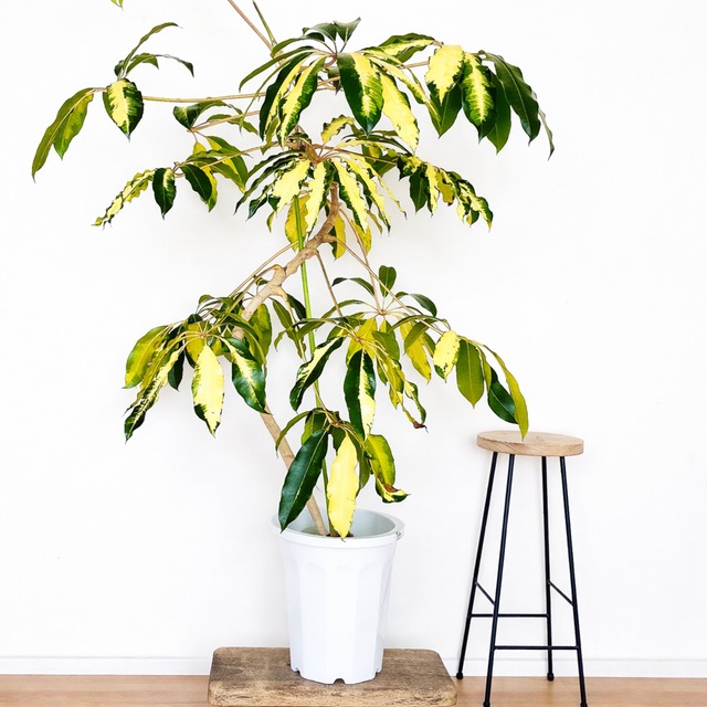 ◎現品発送 フィカス アフリカンプリンス 10号 シンボルツリー