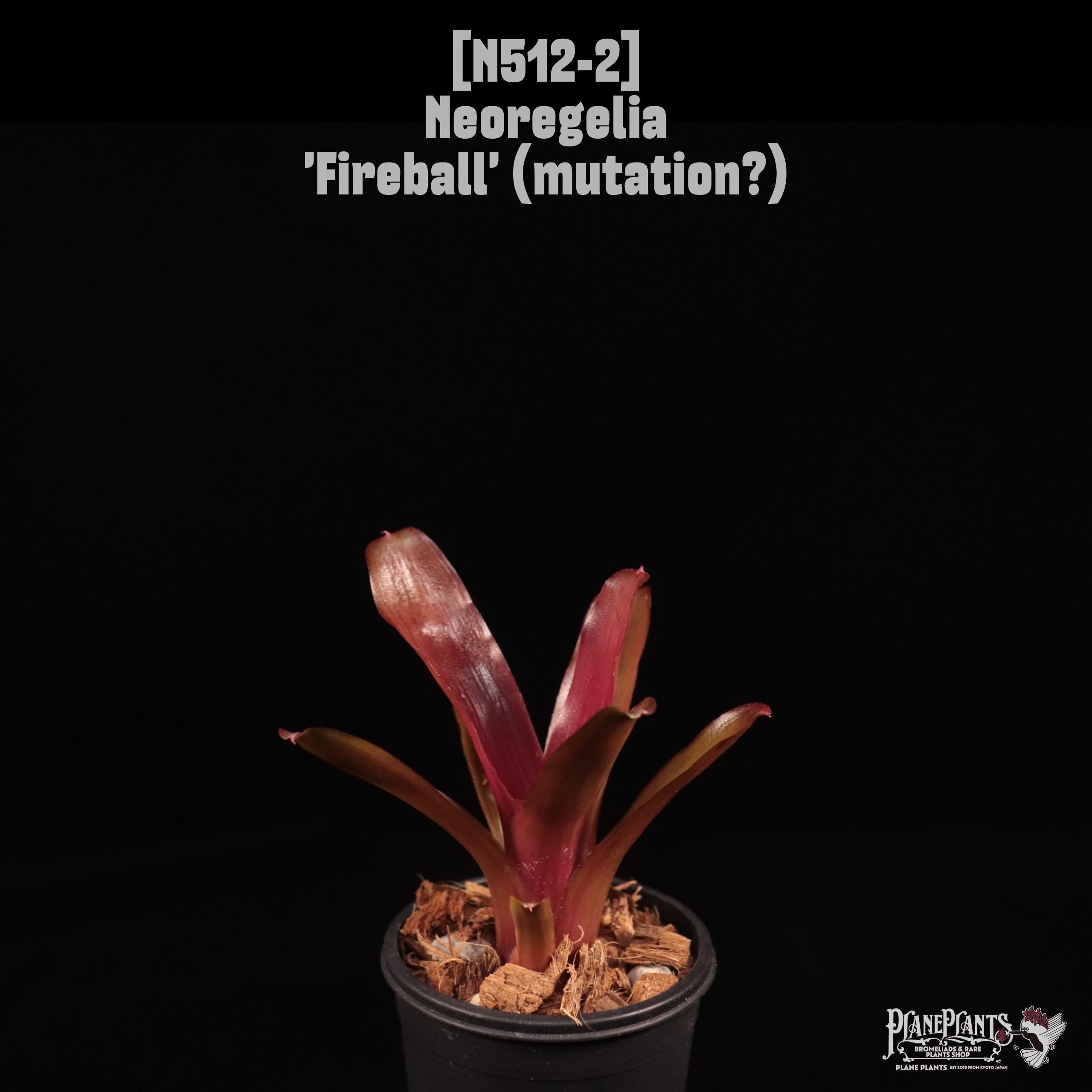Neoregelia 'Fireball' (mutation?)〔ネオレゲリア〕N512-2