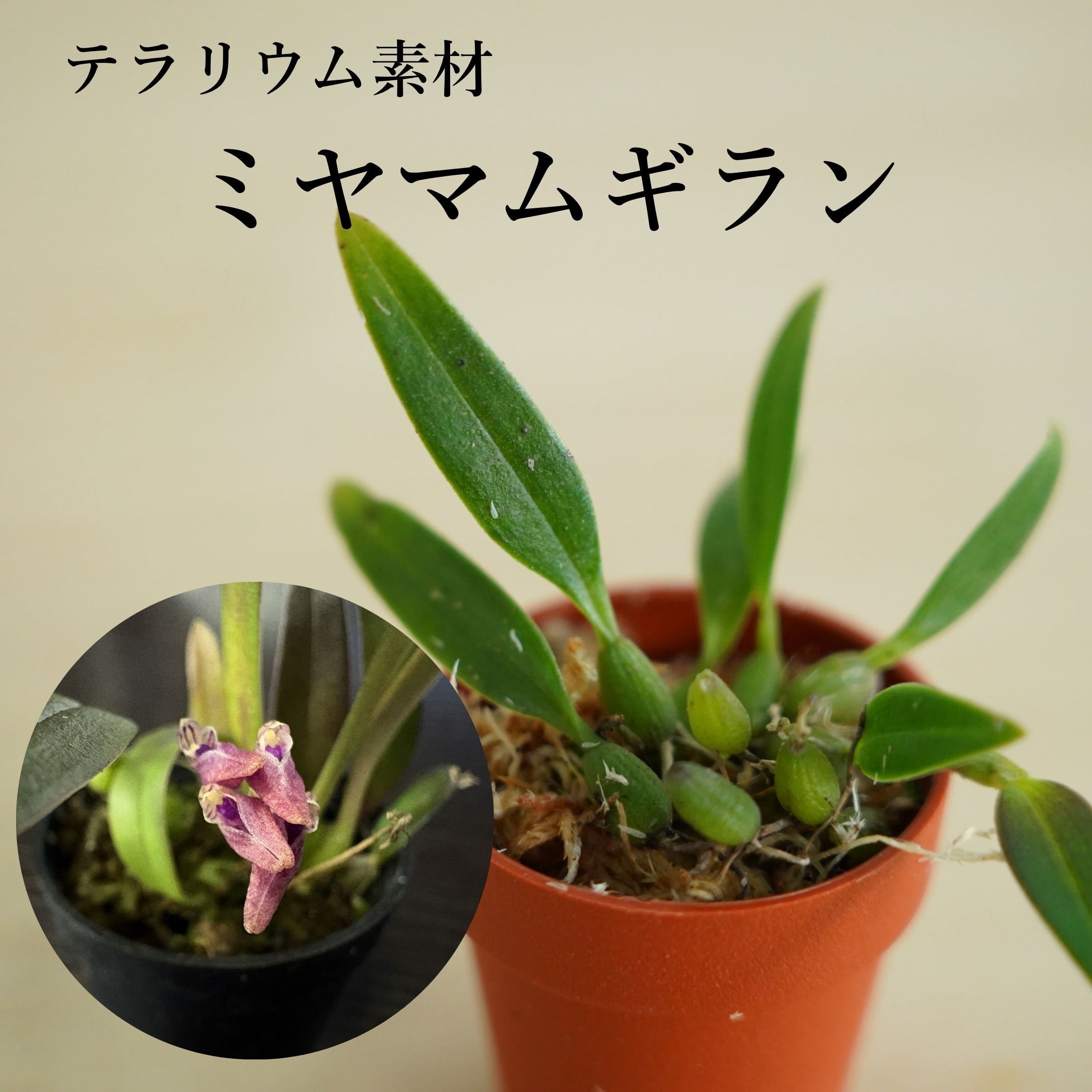 ミヤマムギラン Bullbophyllum japonicum【日本産着生ラン】テラリウム・着生向き