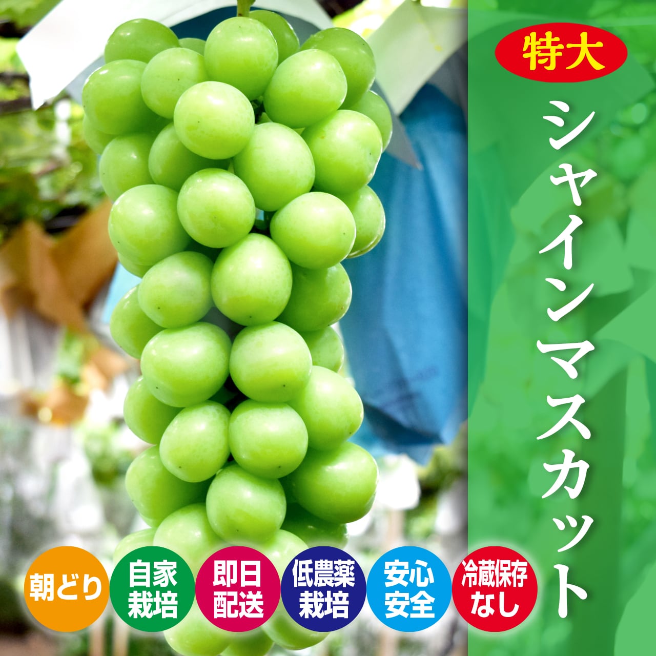 大きなシャインマスカット約3kg3房入り『朝どり・冷蔵保存なし』