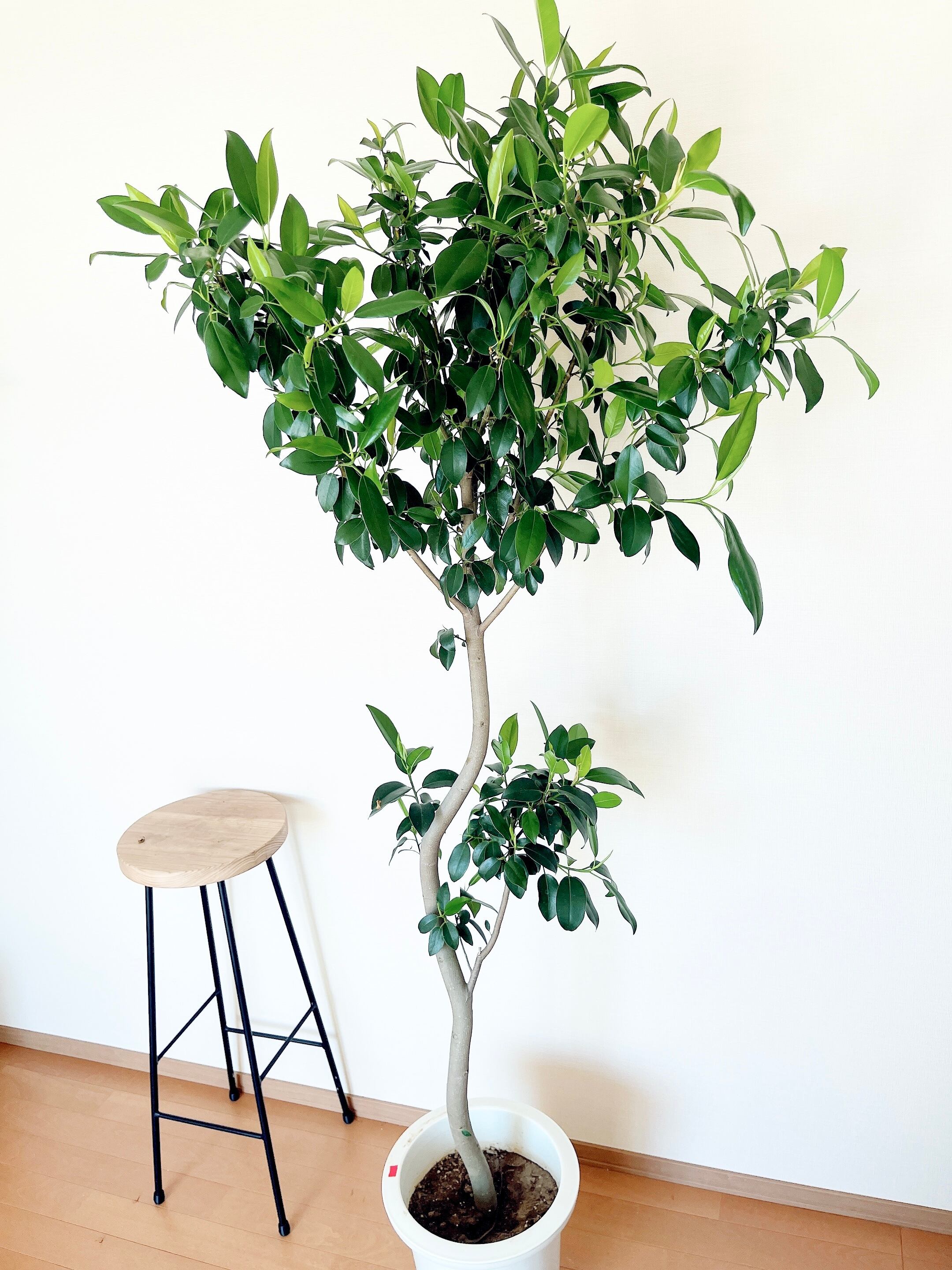 おしゃれな樹形】フィカス ウンベラータ 螺旋曲がり 大人気 観葉植物