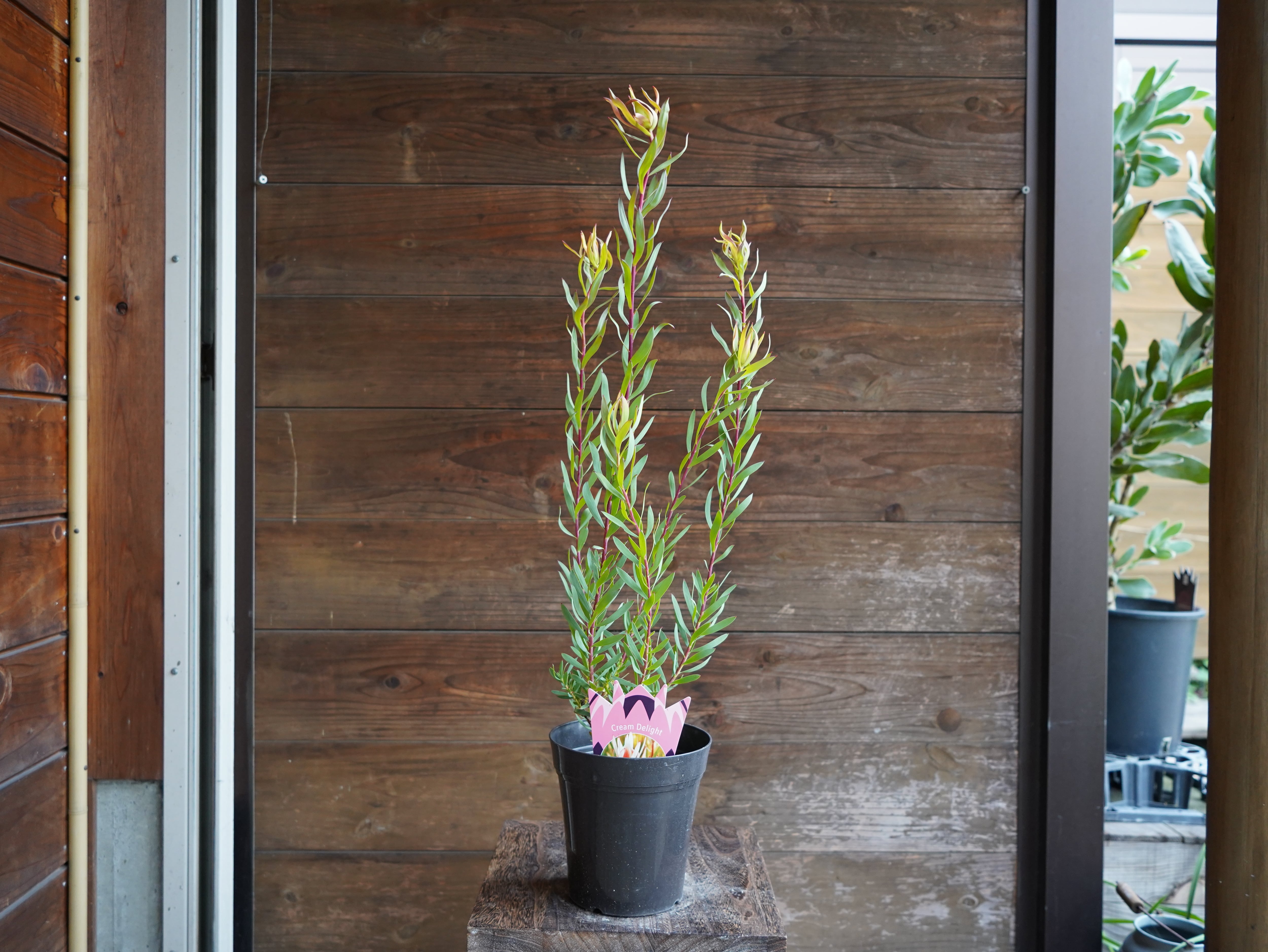 【現物】リューカデンドロン　”Cream Delight”