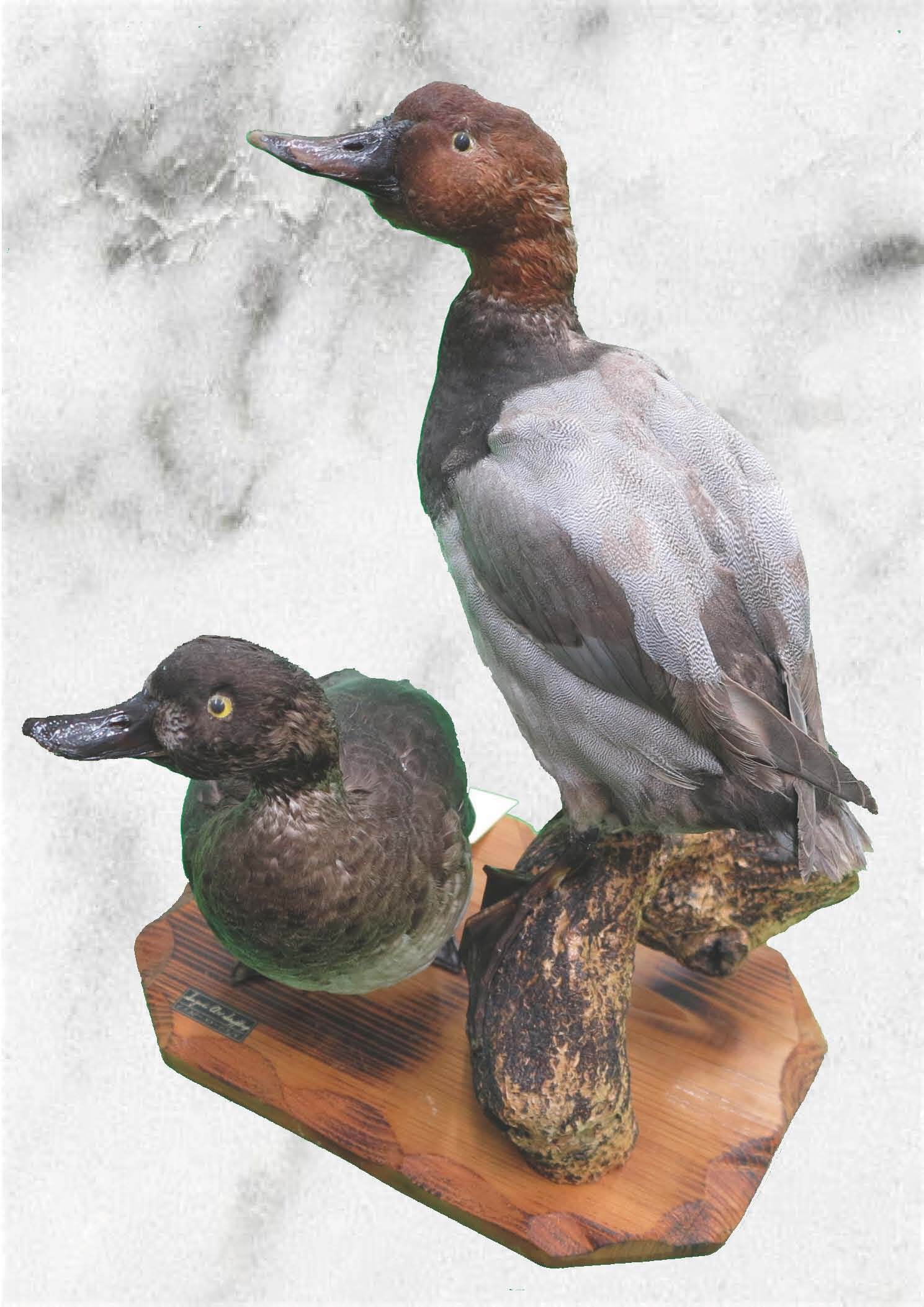 剥製 真鴨 台座付き 剥製 カモ(コオリガモ 雄) カモ目カモ科 置物