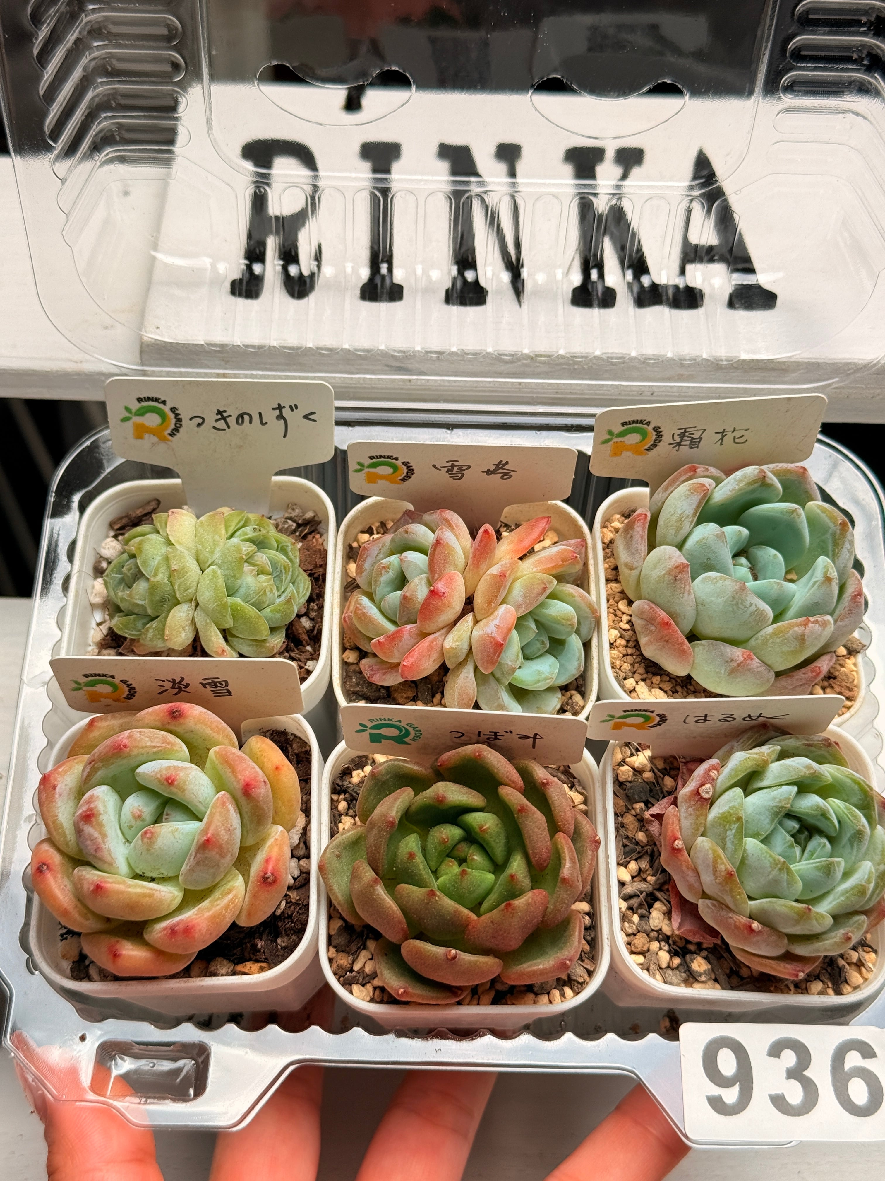 凛花ガーデン