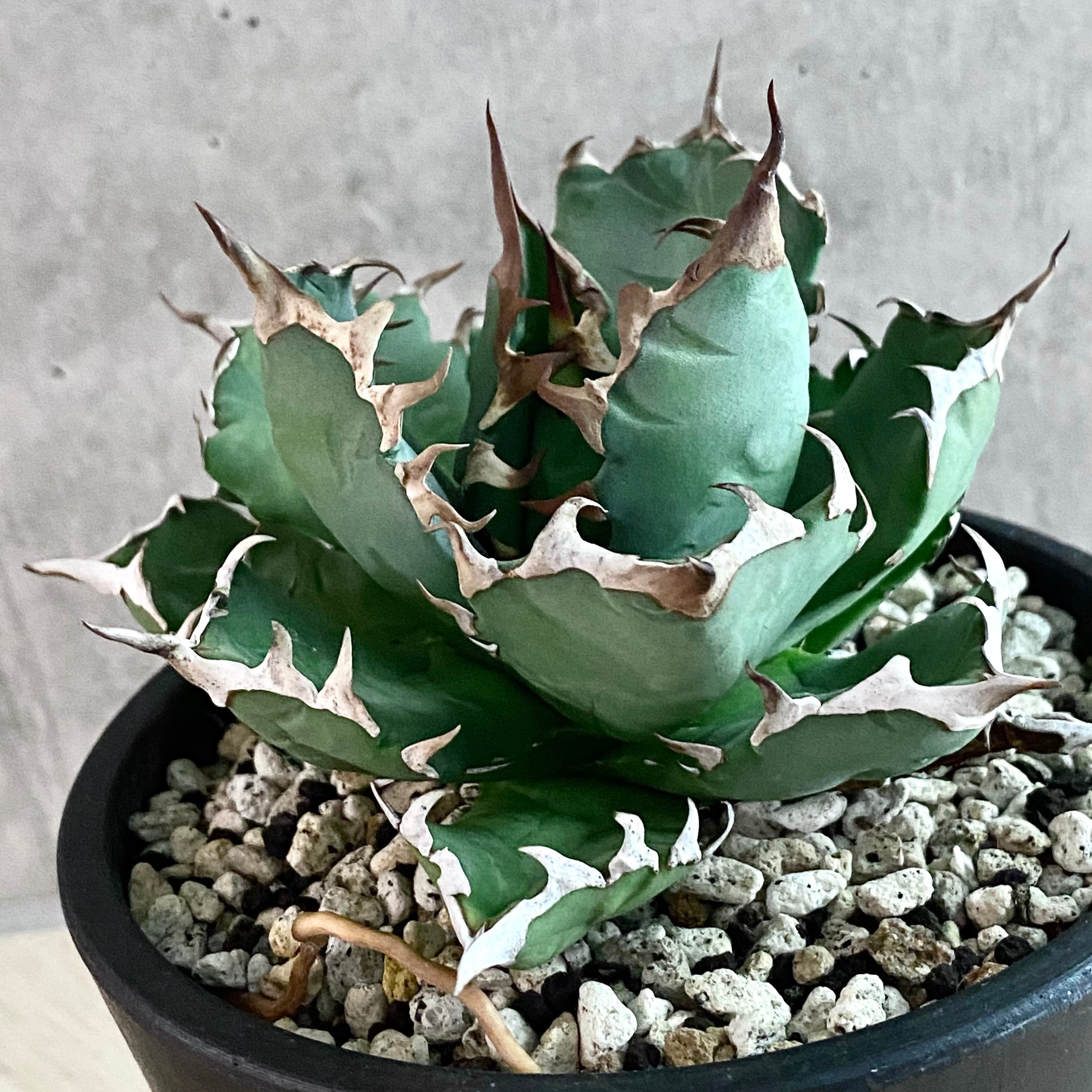 agave titanota No1/アガベ チタノタ ナンバーワン【観葉植物】【多肉 ...