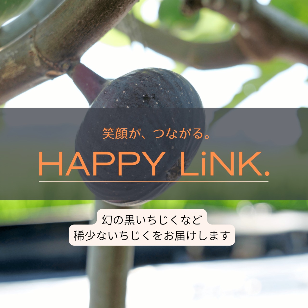 笑顔がつながるHAPPY LiNK. しあわせ無花果プラン　いちじくを2度楽しめます