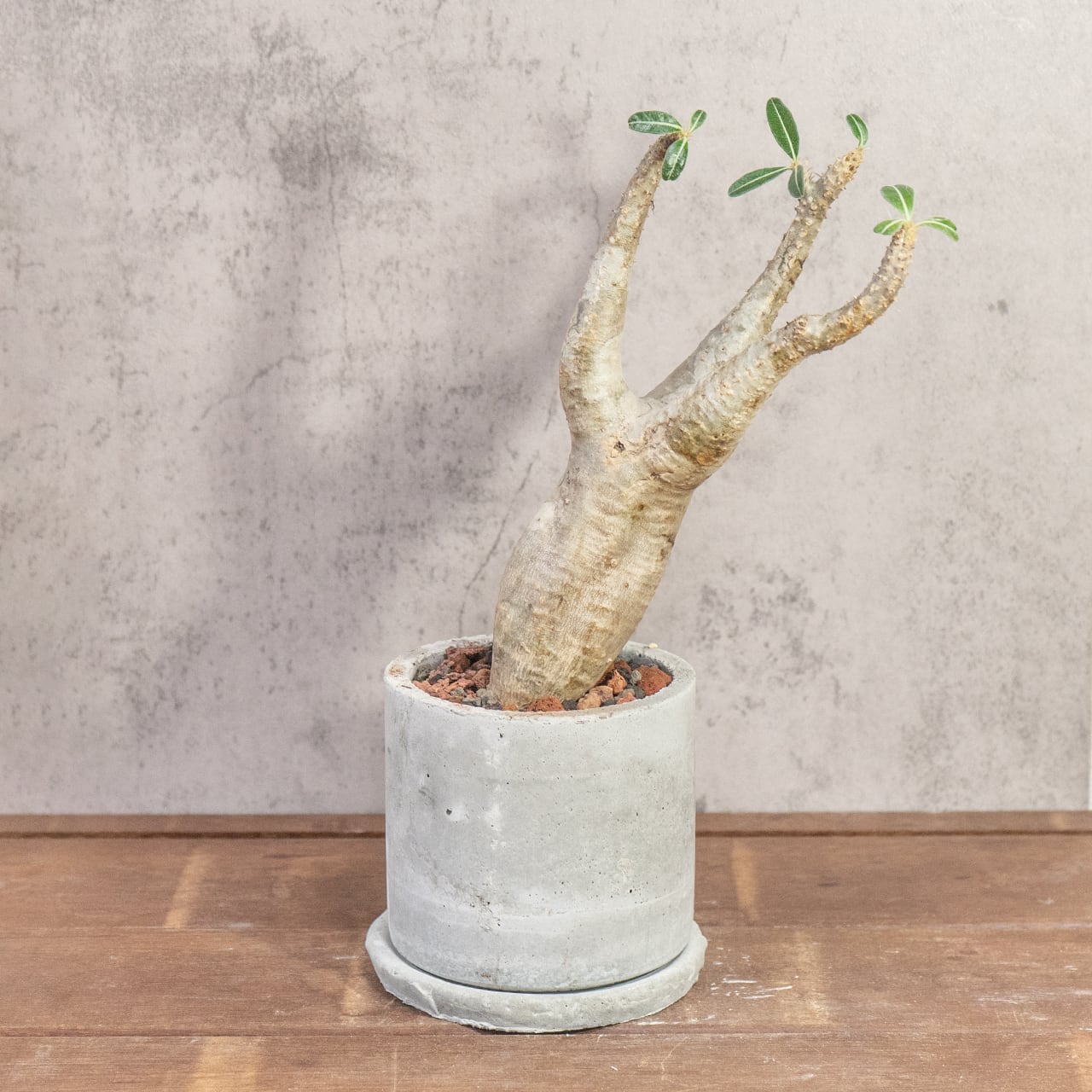 パキポディウム・マカイエンセ|やさしい曲線と伸びやかな枝姿が美しい、インテリアにも映える発根済の現地株【手作りモルタル鉢】