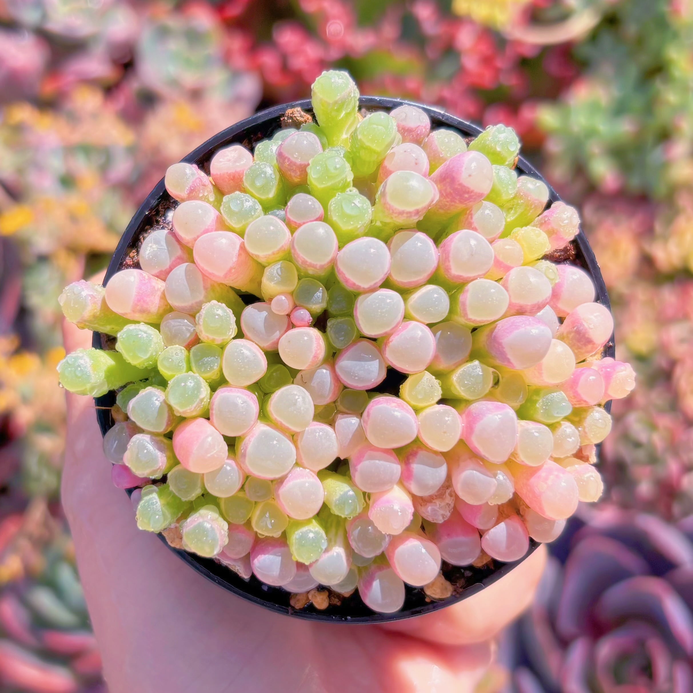 現品　五十鈴玉錦#2201　抜群　大群生　新入荷　るる農園