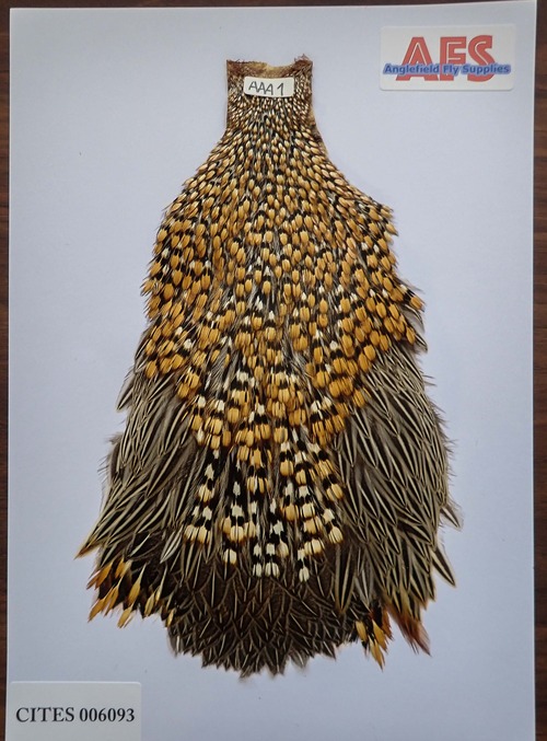 Jungle Cock AAA1