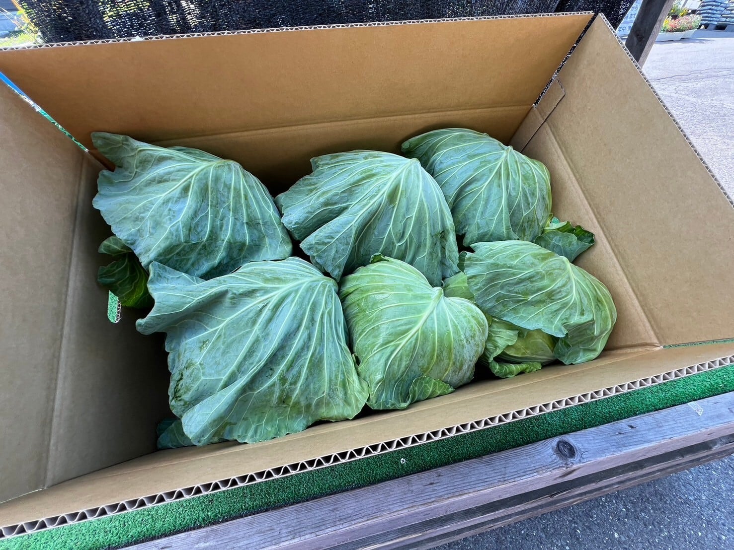 元祖- 麗峰419キャベツ〜6個セット〜 | 久保さんちの新鮮野菜直売所