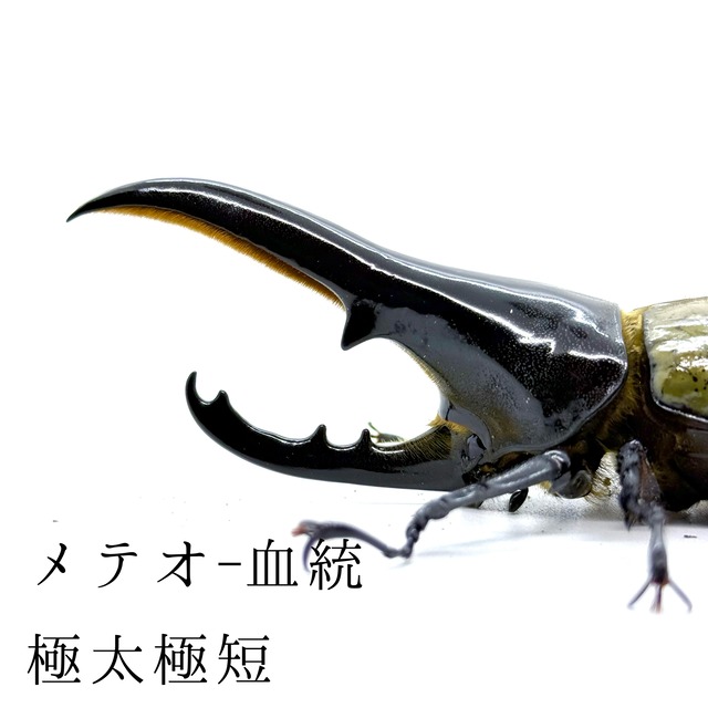 極太極短  / 予約品