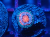 Loadhowensis Baby "Red" 8