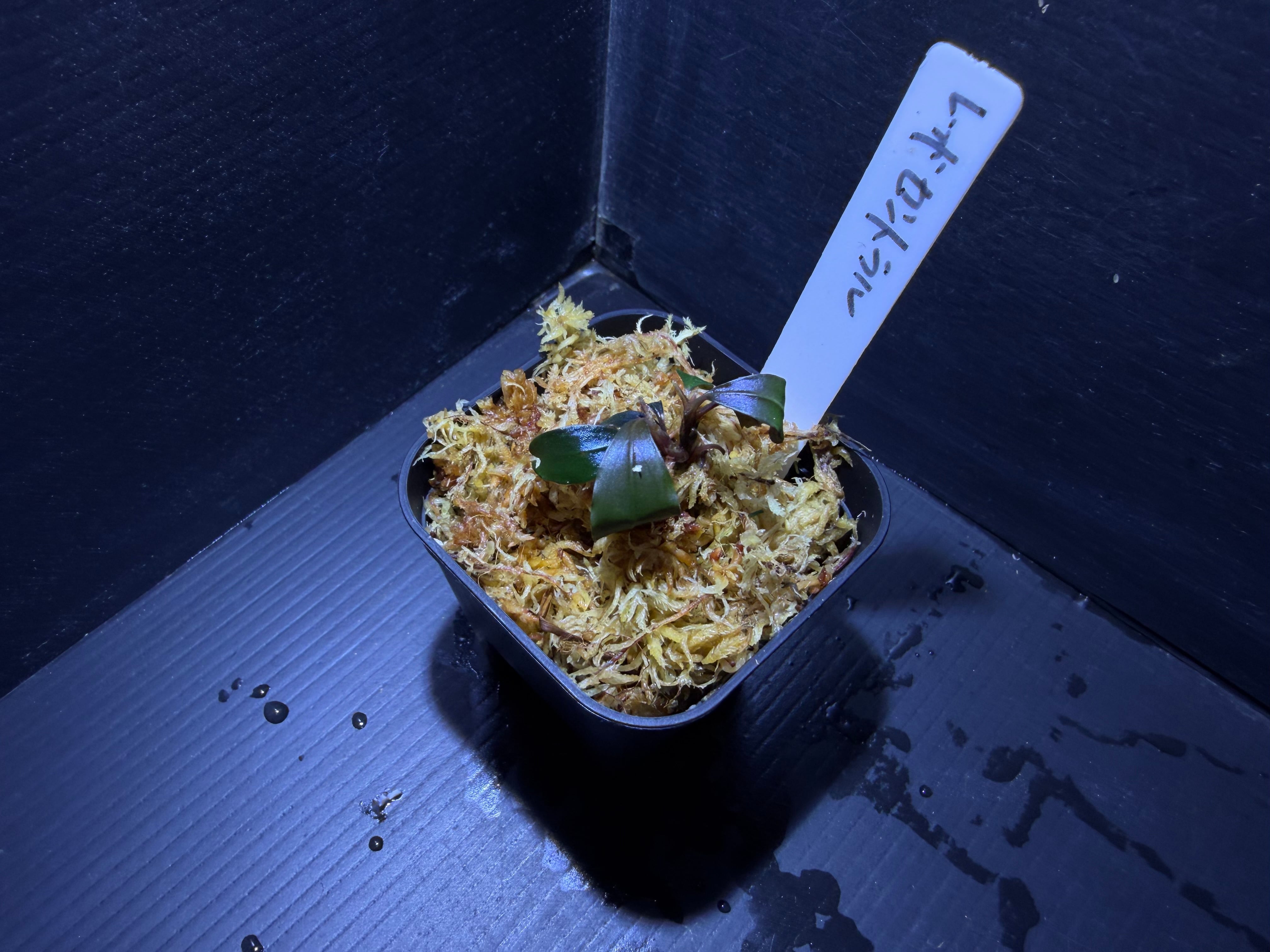 ブセファランドラ | AquaFocus