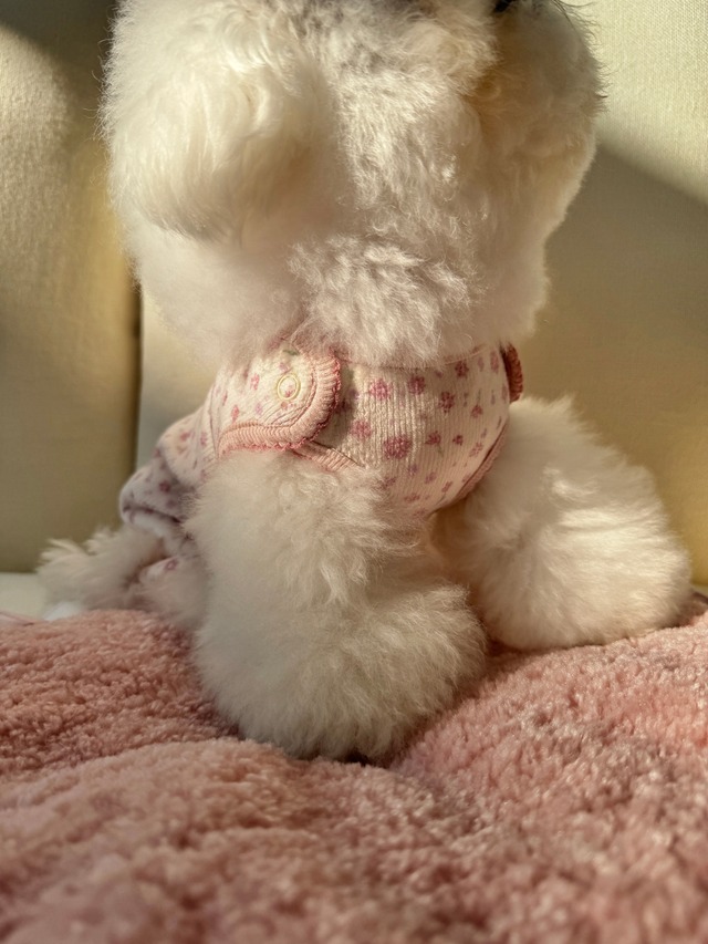 〈予約アイテム〉SICGGU / Easy-On All-in-One Ver.2