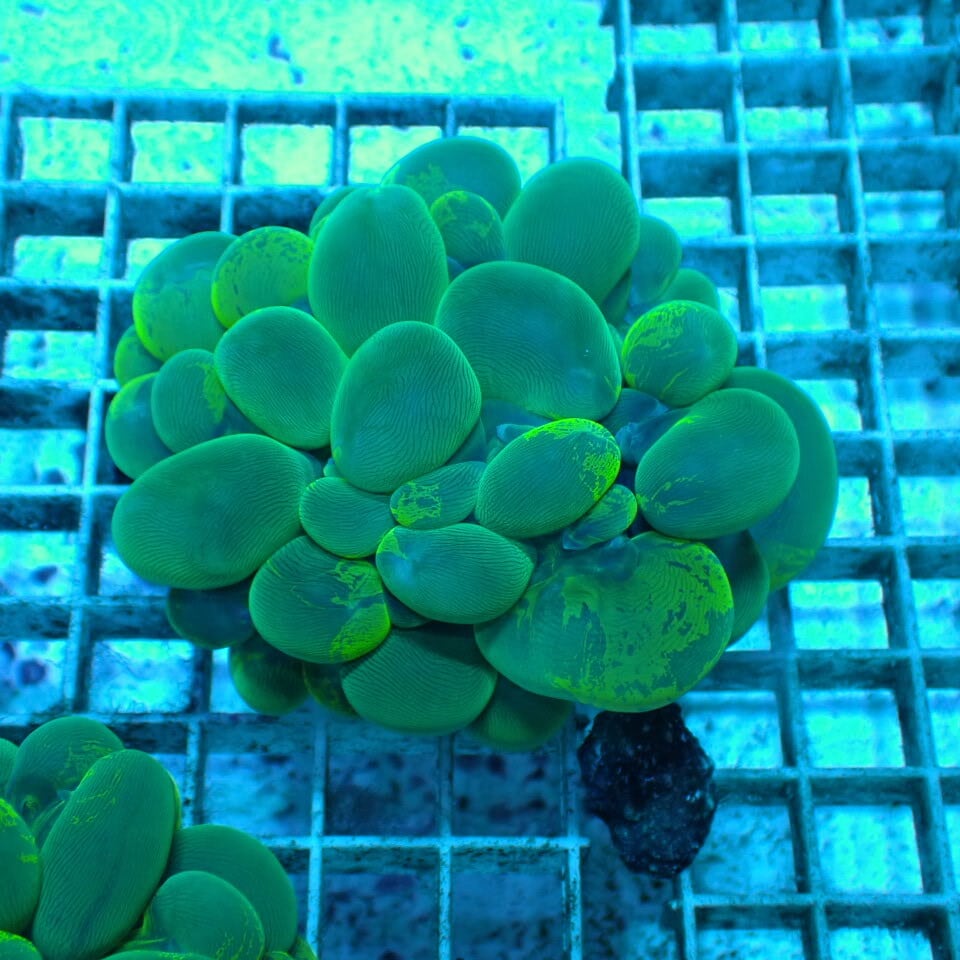ネット入り天然ライブロック(クラッシュ)500g | HOUSE REEF(ハウス