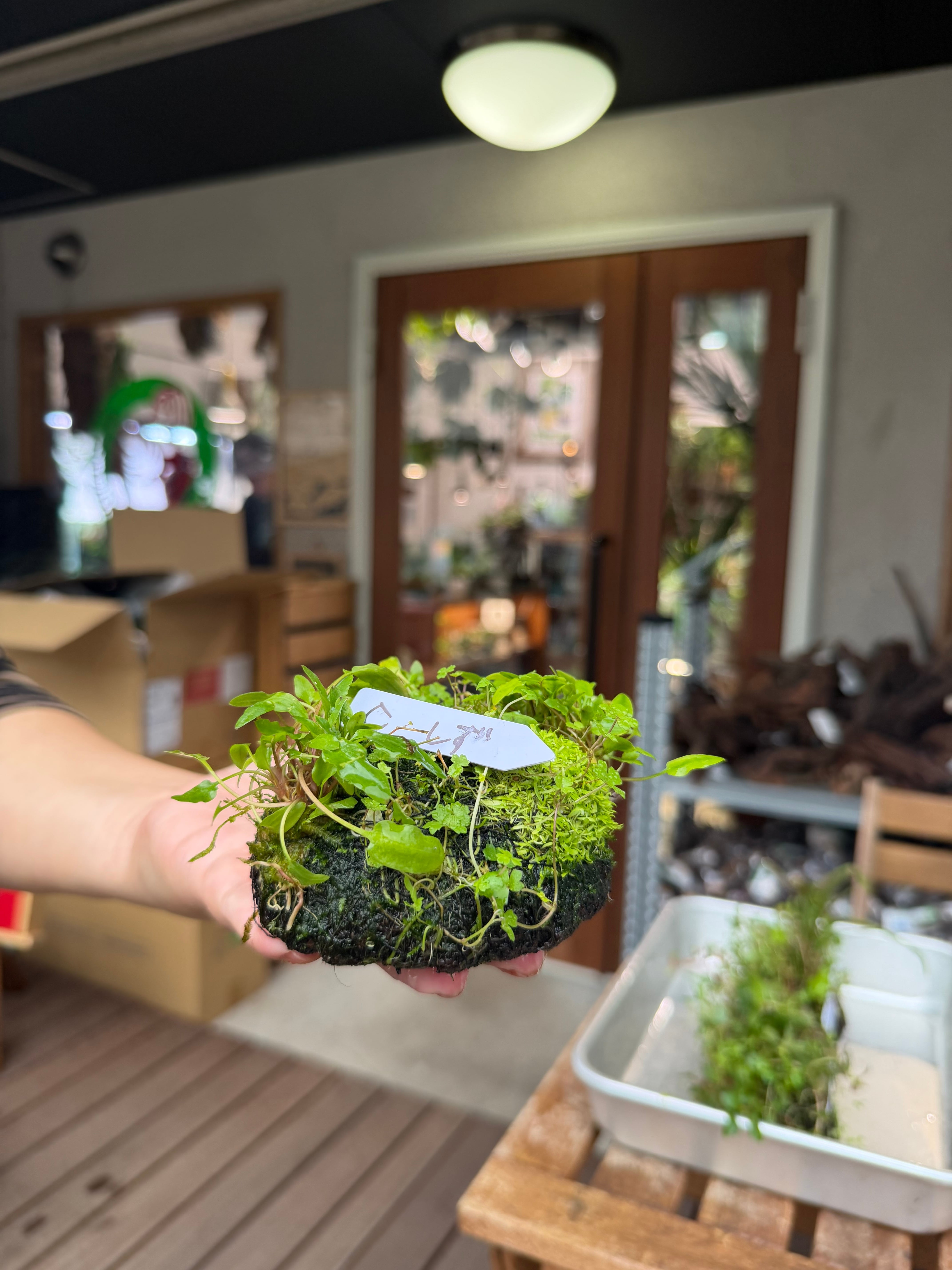 特価！　限定品 ADA WABIKUSA BASE 侘び草ベース ADA】9月26日分ADA侘び草しずく！背が高くなりにくい（写真の現物配送
