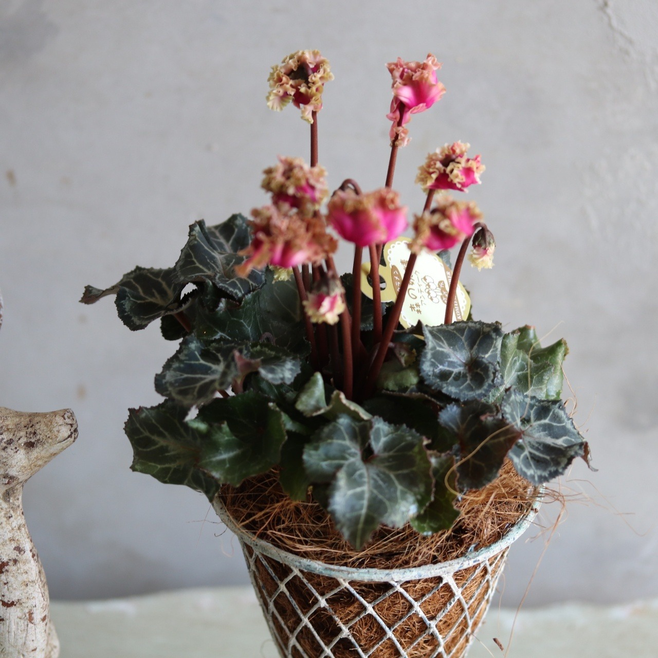 冬から春に楽しむ寄せ植え｜シャビーなワイヤーポットのアンティークなシクラメン　届いてすぐ玄関に飾れる 　プレゼントにもオススメ　