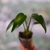 モンステラ バールマルクスフレーム / Monstera 'Burle Marx's Flame④