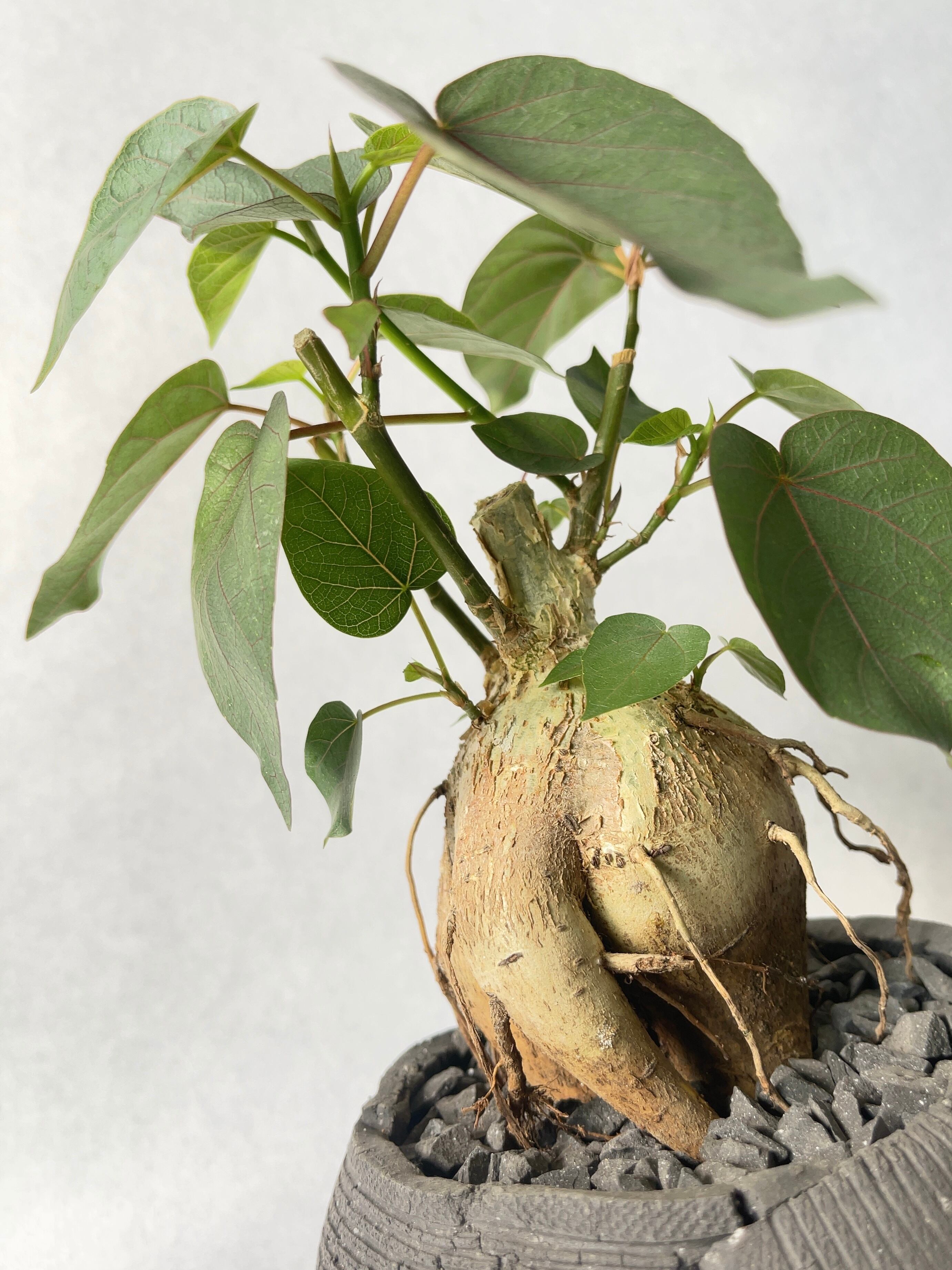 フィカス・ペティオラリス | trigger