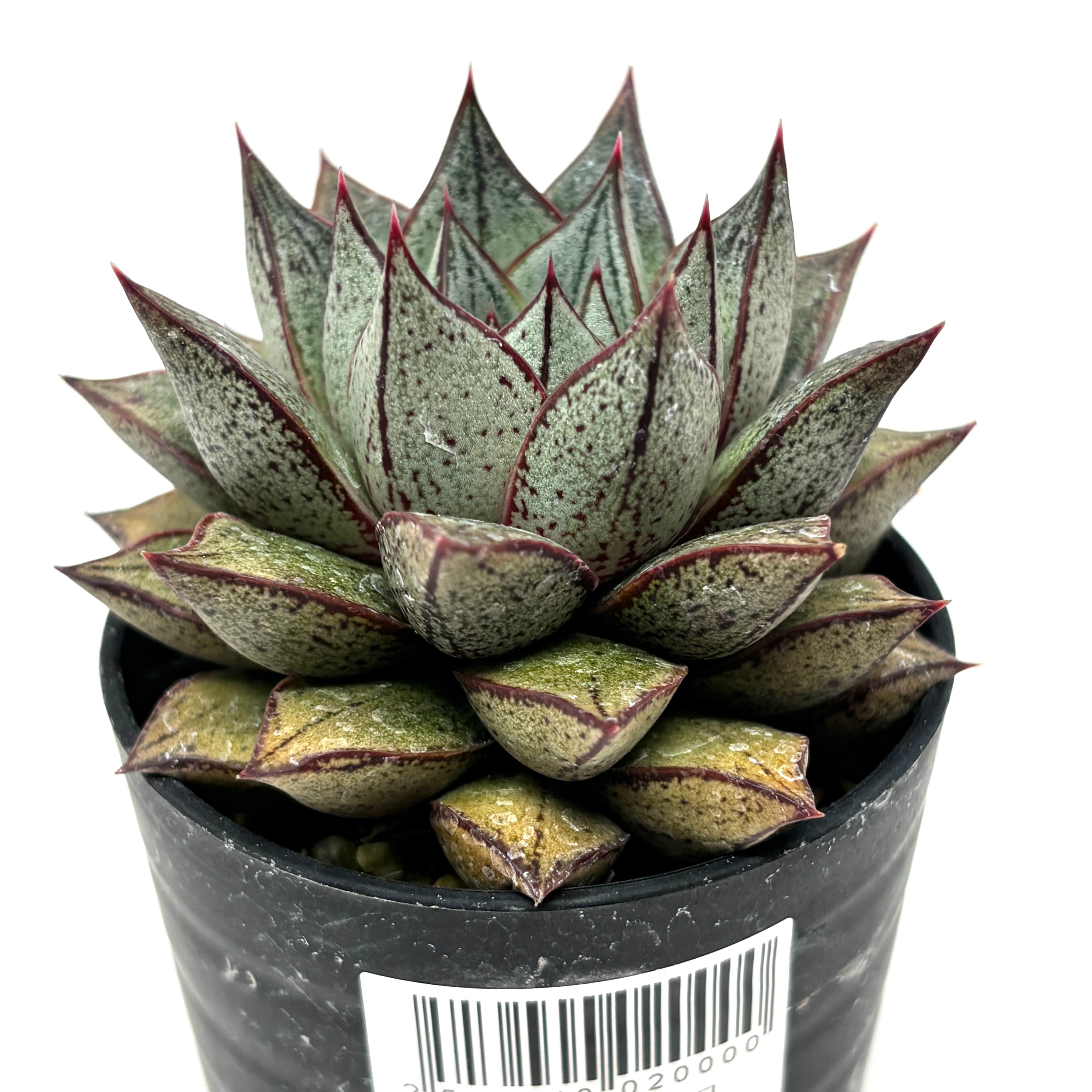 エケベリア パープソルム ホワイトフォーム【321】