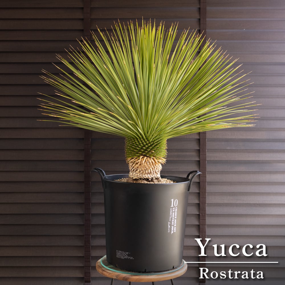 国産 ユッカ ロストラータ Rostrata 10号 細葉タイプ 庭木 観葉植物 ドライガーデン 0405BK