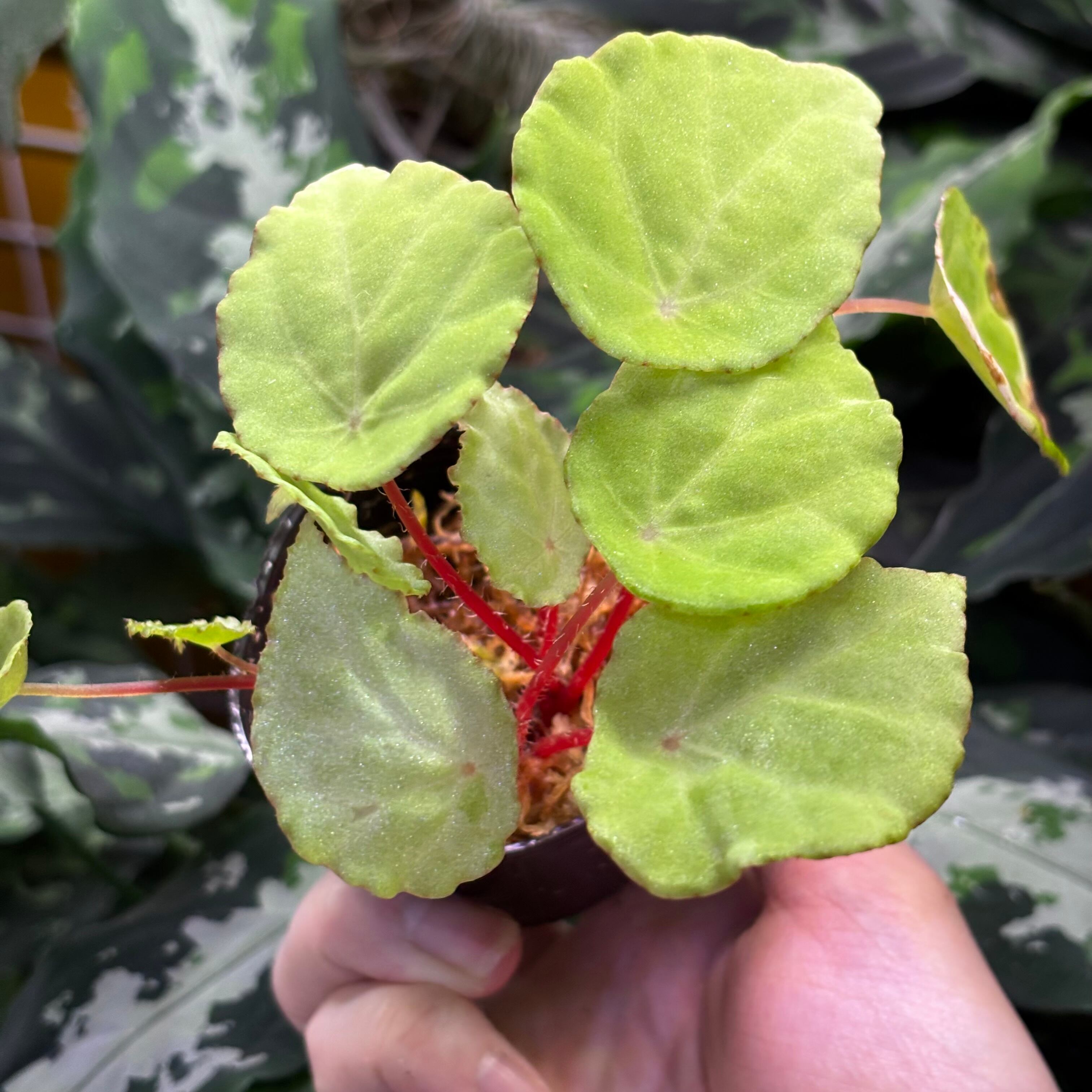 Begonia sp. Gabon 原種ベゴニア | 熱帯雨林植物専門店 トイ吉園芸