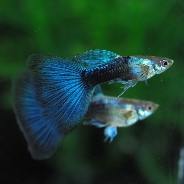 ラズリーネオンタキシード(RREA系)　2ペア