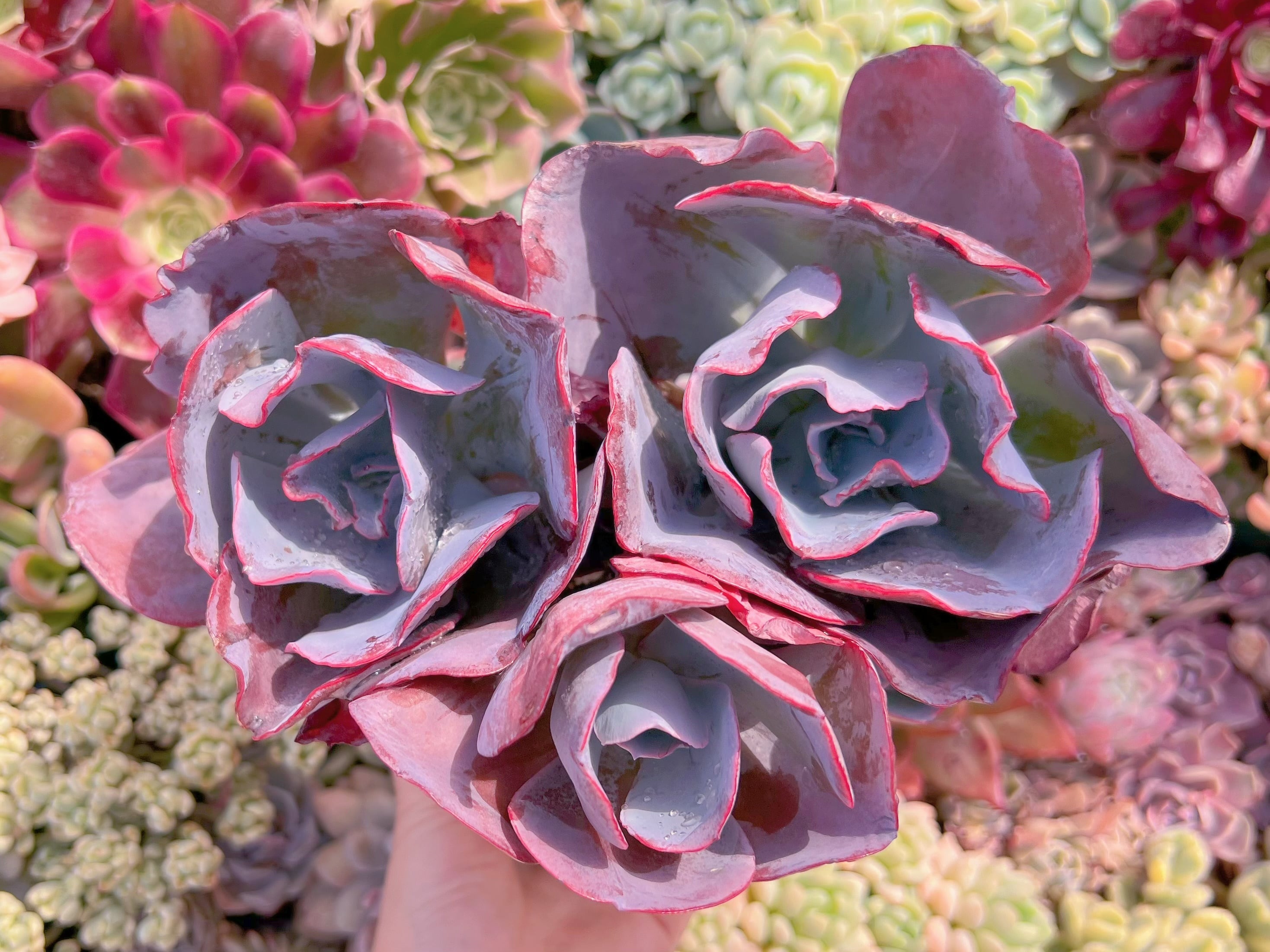 現品　ミランダ#208   大群生　新入荷　るる農園