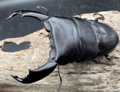 【WD】《スマトラオオヒラタ ベンクール産 94mm ペア》