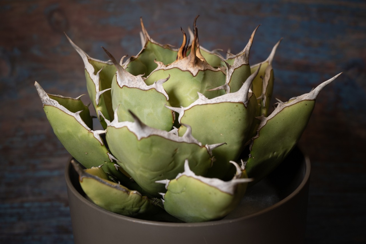 アガベ チタノタ ノーネーム⑤ 画像6