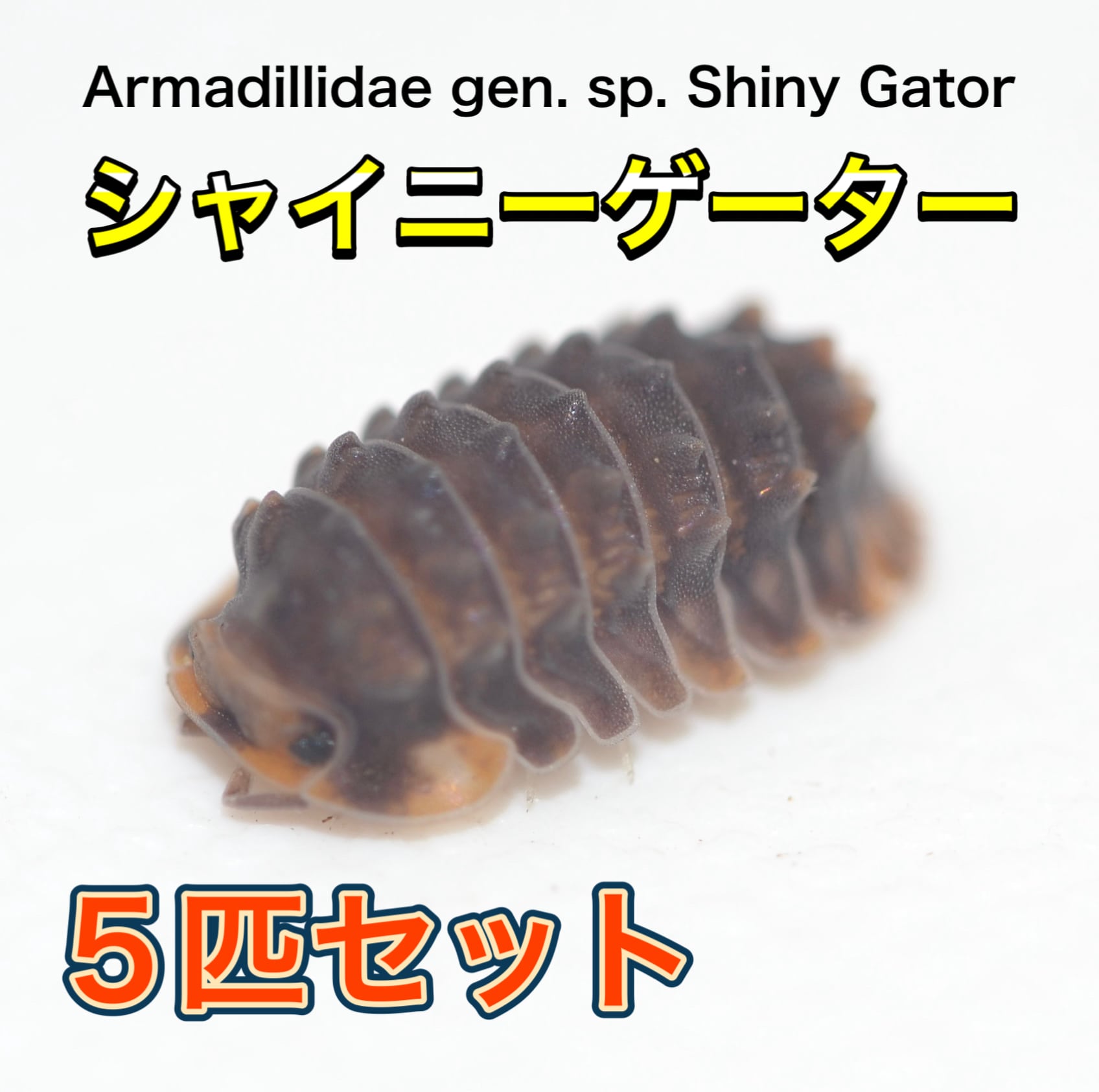 5匹+α アイボリースパイキー ラウレオラ 亜成体 ダンゴムシ ワラジムシ