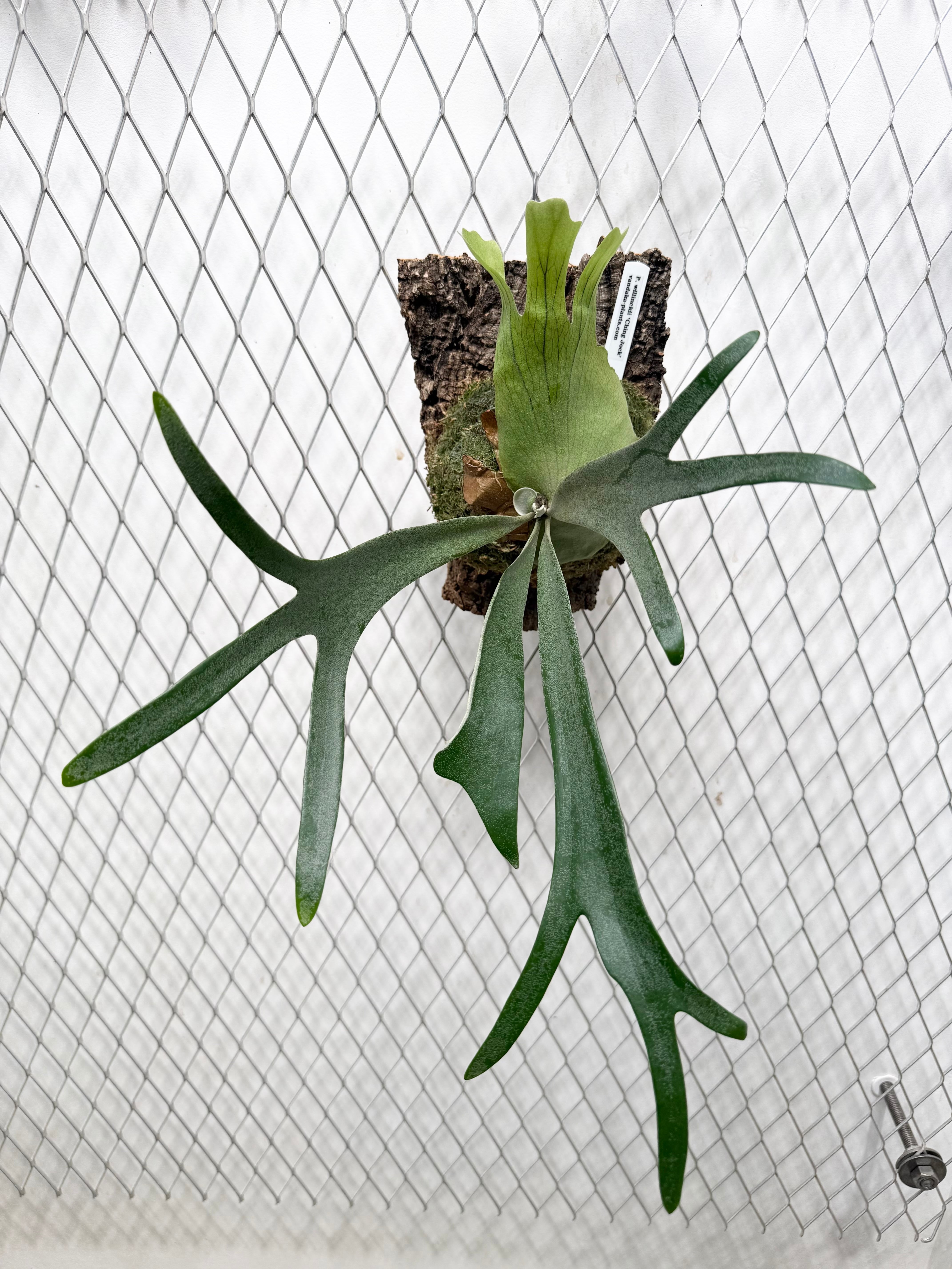 a)P. coronarium thin form ビカクシダ コロナリウム シン フォーム